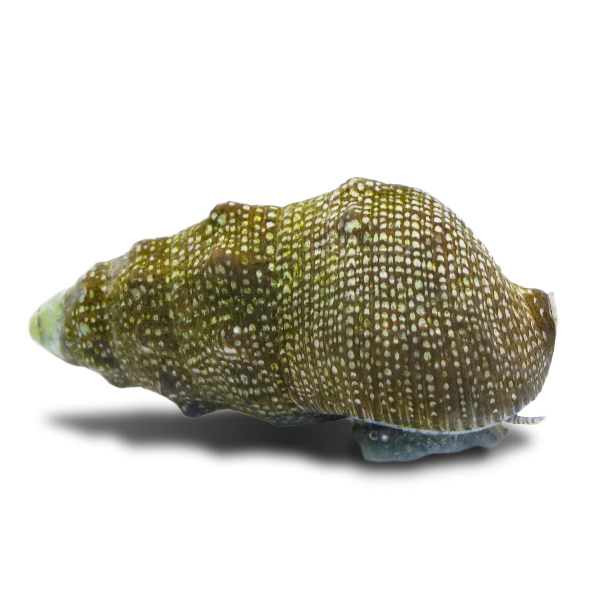 White Cone Tip Cerith Snail for Aquarium Cleanup & Care