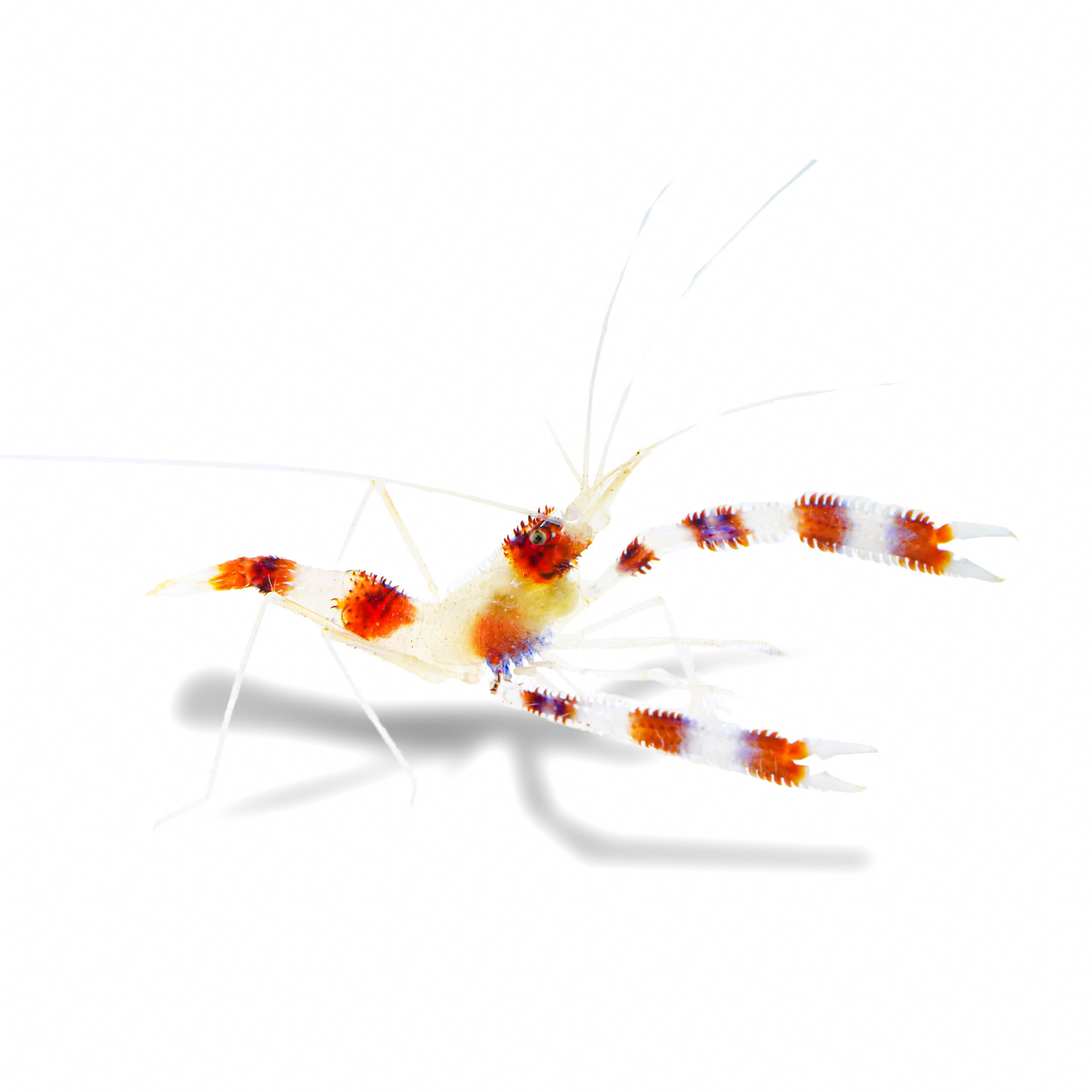 Coral Banded Shrimp For Sale Petco