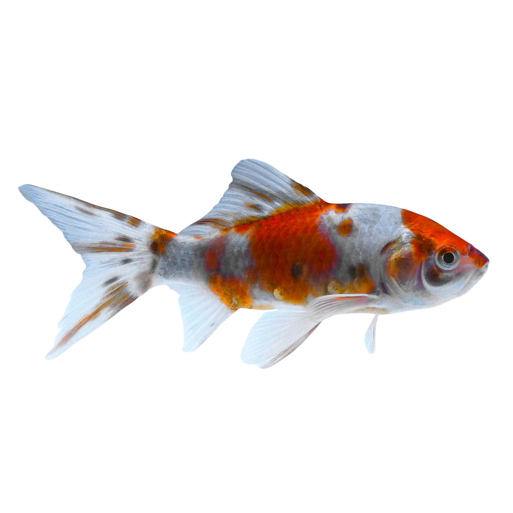 Petco goldfish 2025