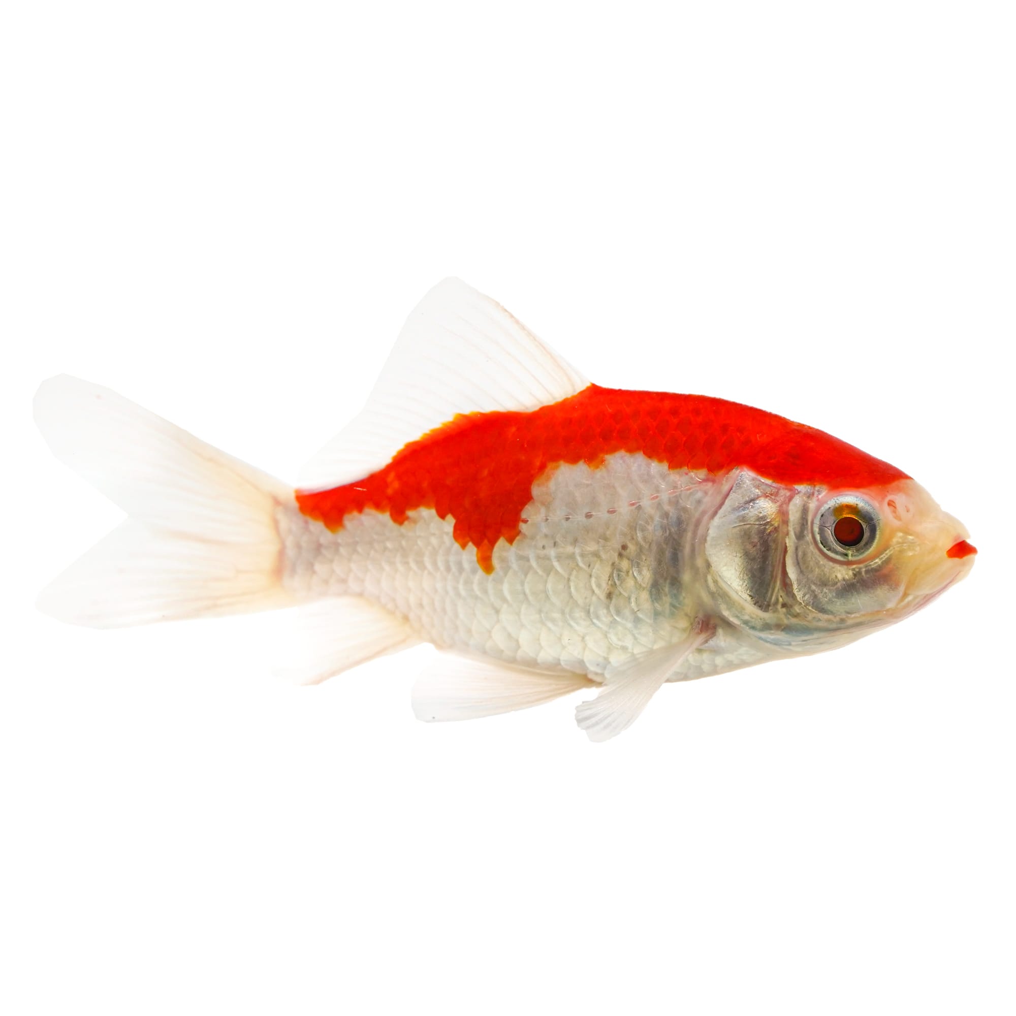 Red White Sarasa Comet Goldfish Small Freshwater Fish