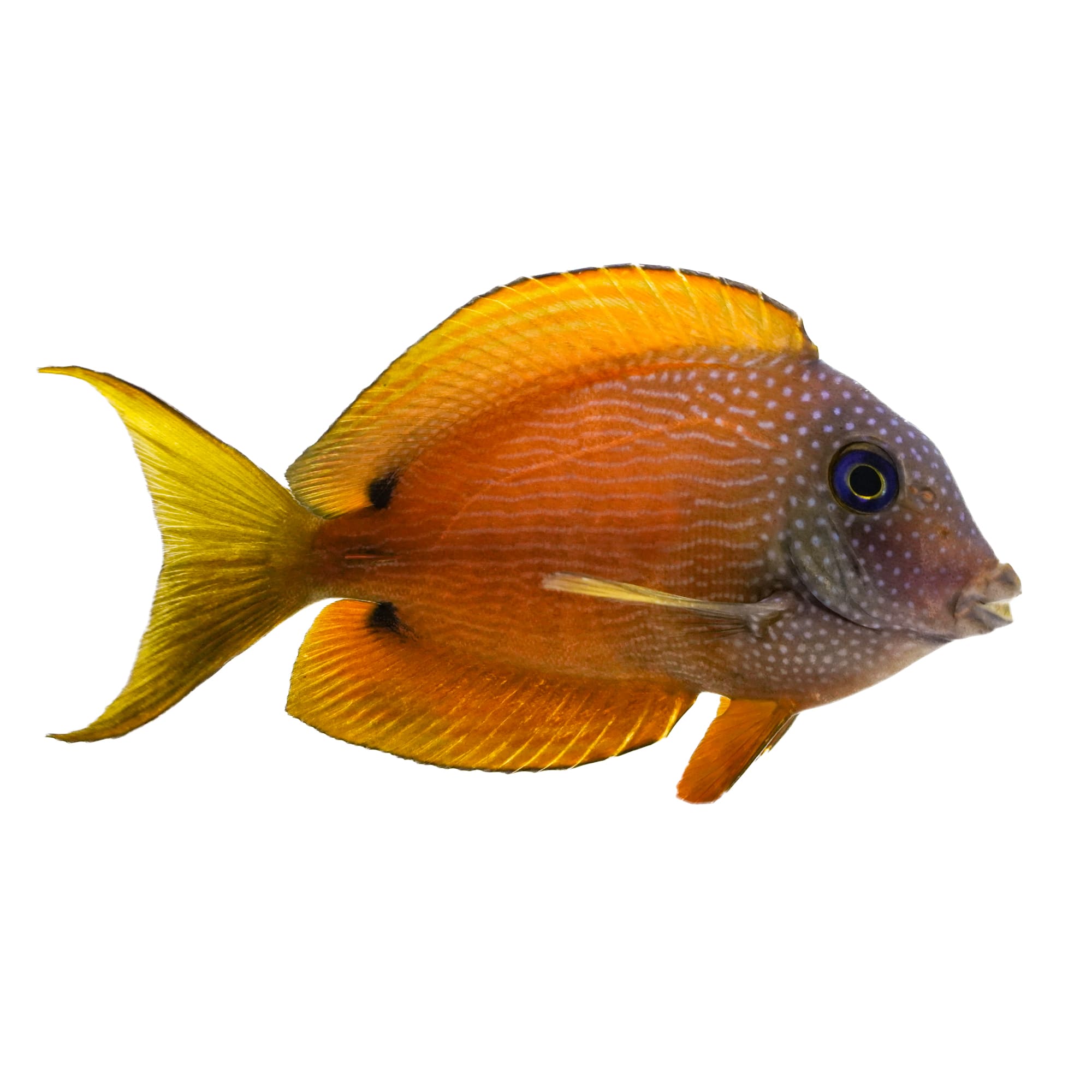 Yellow tang hot sale petco