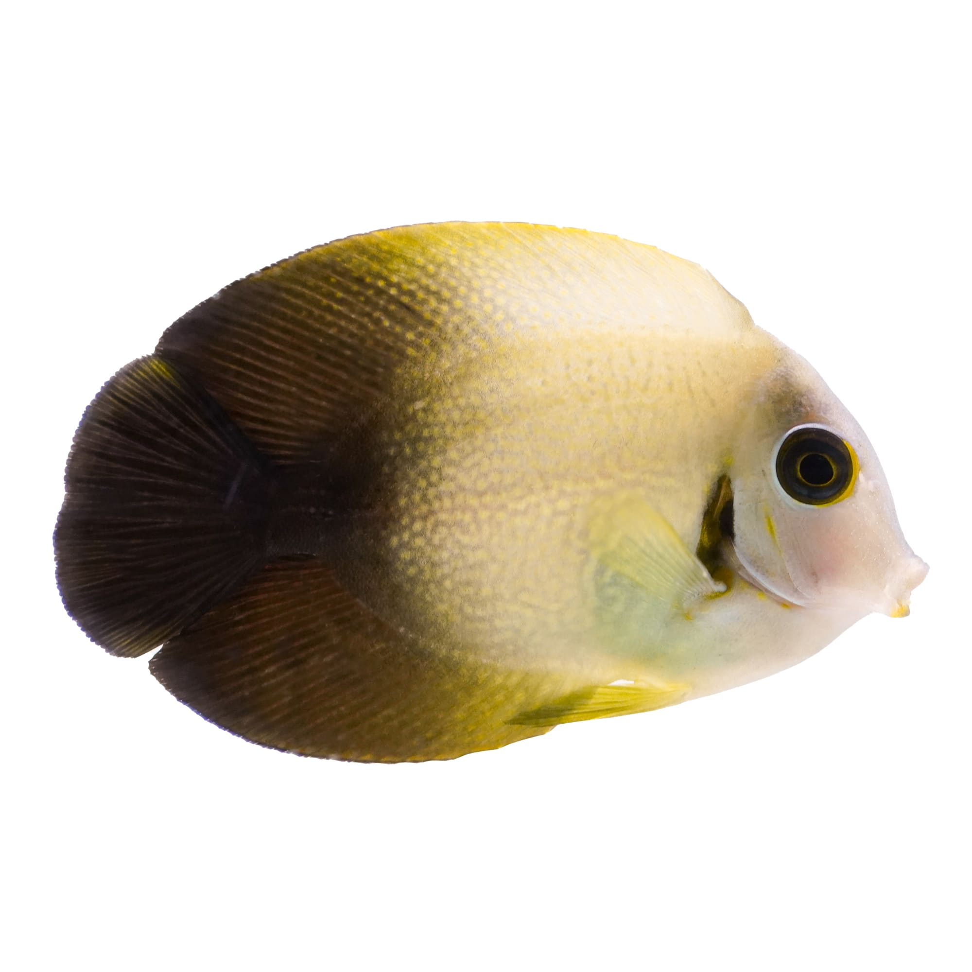 Yellow tang hot sale petco