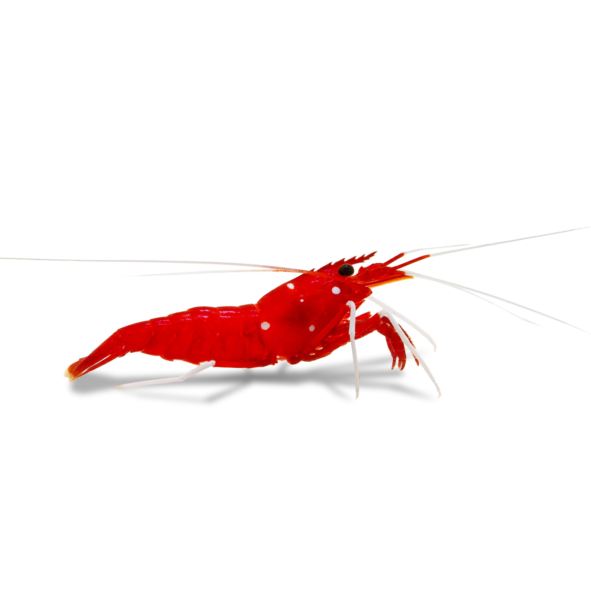 Does your Saltwater Aquarium Need Cleaner Shrimp? - Aqua Custom