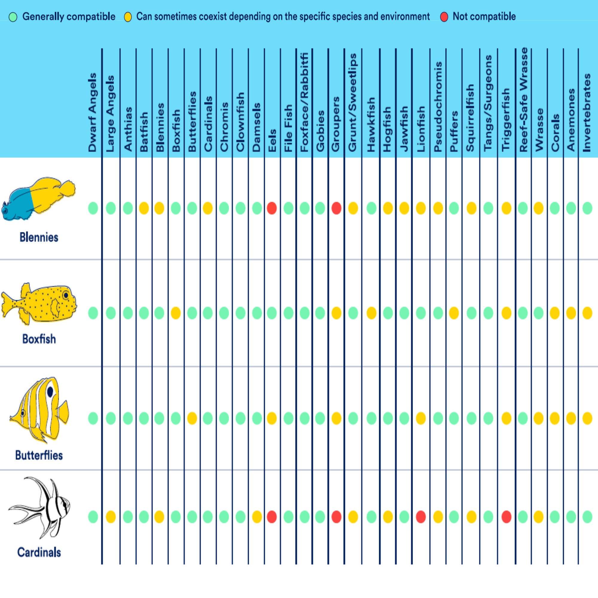 Algae 2025 blenny care