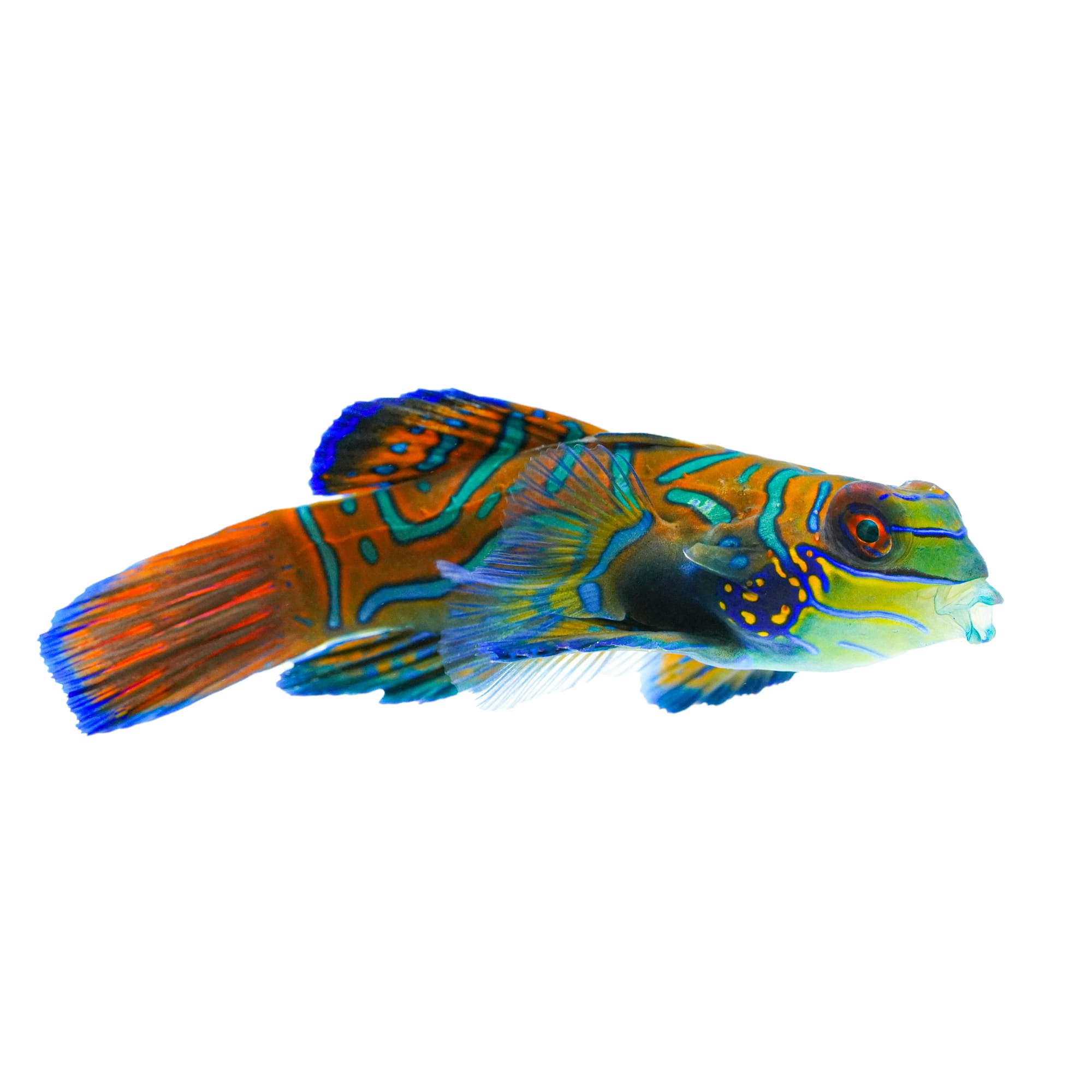 Green Mandarin Goby: Small, Colorful & Reef-Safe Fish