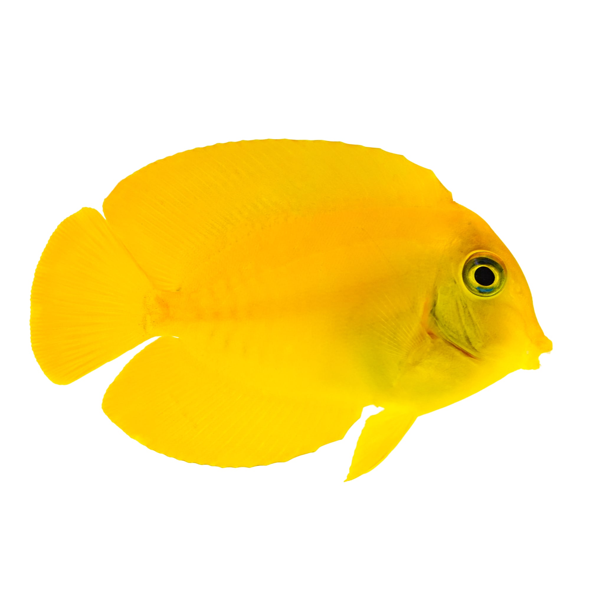 Petco sales yellow tang