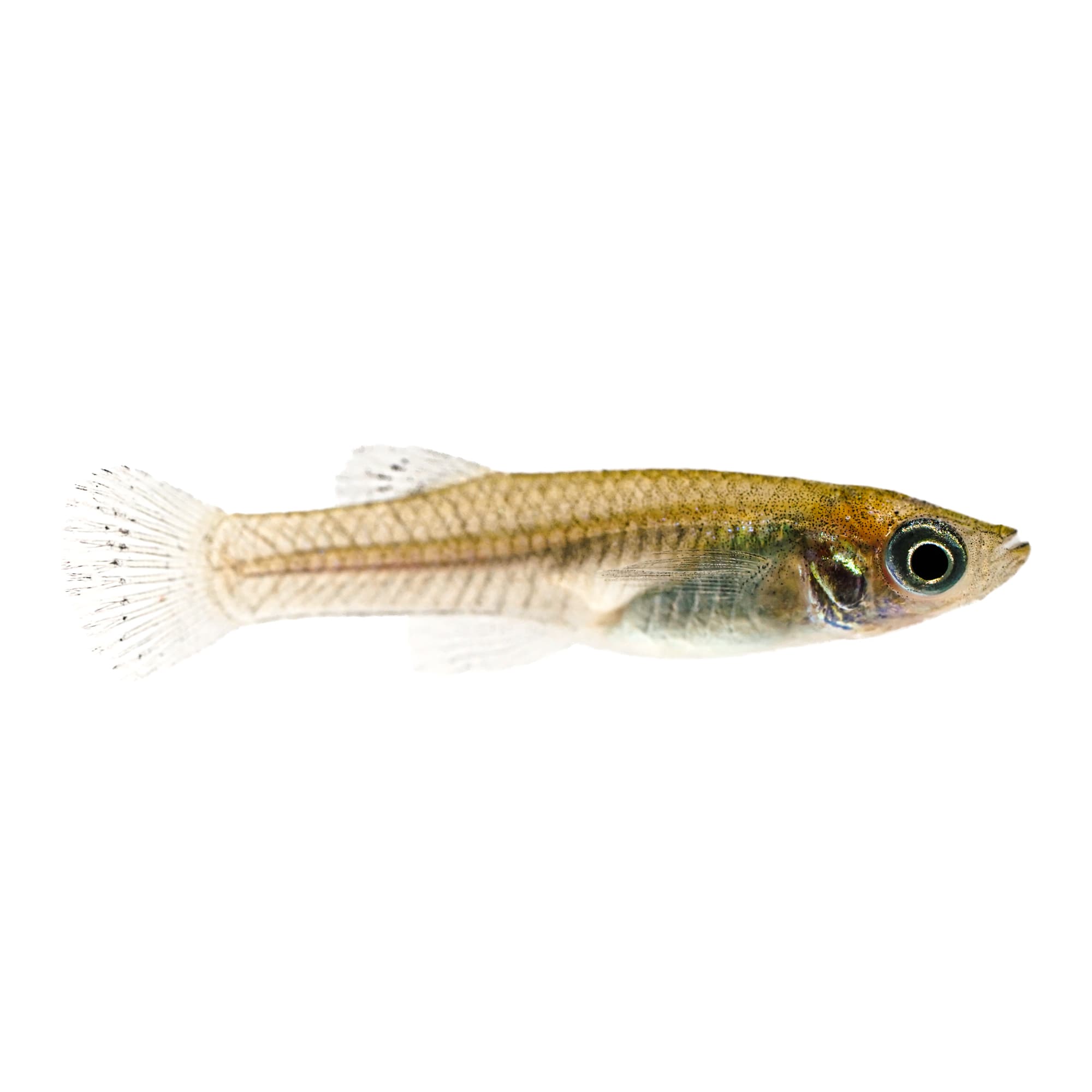 Mosquitofish Minnow – Gambusia Info – ALABAMA FISH AND POND