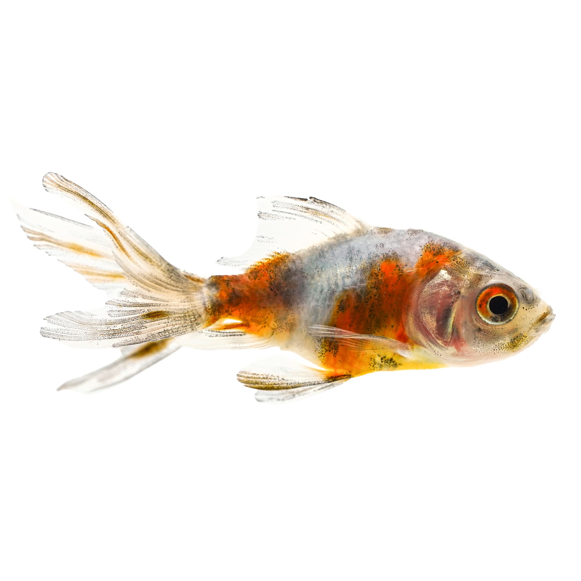 Calico Fantail Goldfish Small | Hardy & Community Friendly