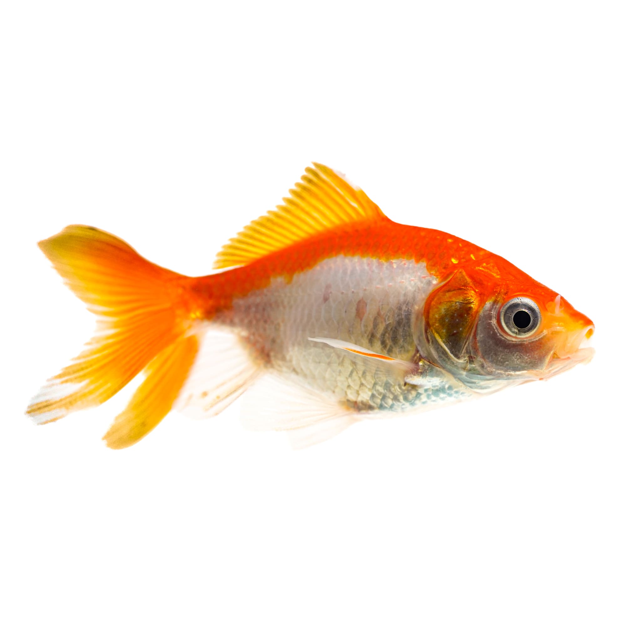 Red Fantail Goldfish (Carassius auratus) - Large | Petco