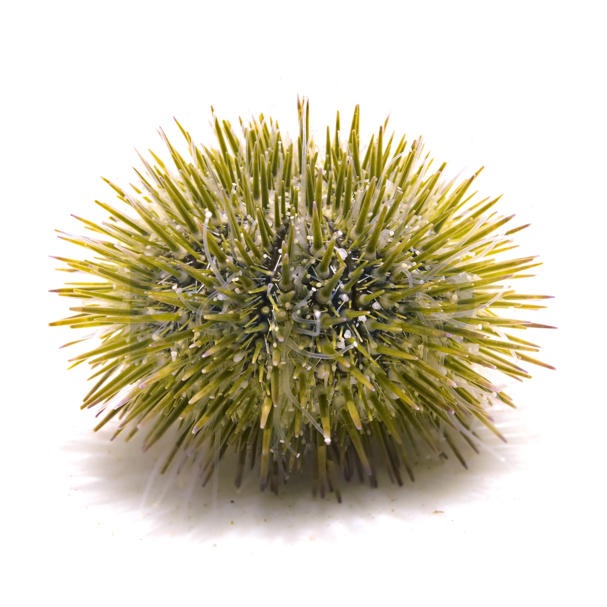 Small Pincushion Urchin for Aquarium Cleanup & Decor