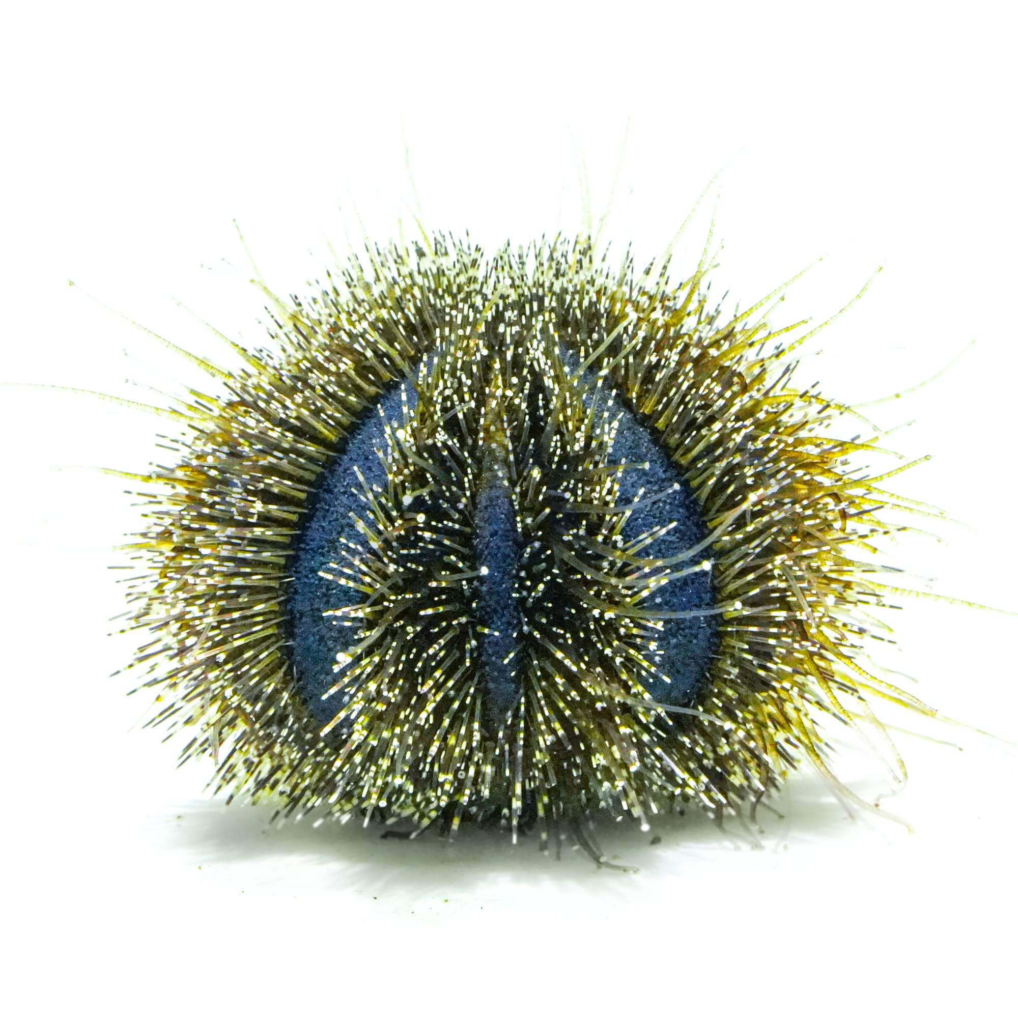 Blue Tuxedo Pincushion Urchin for Aquariums & Algae Control