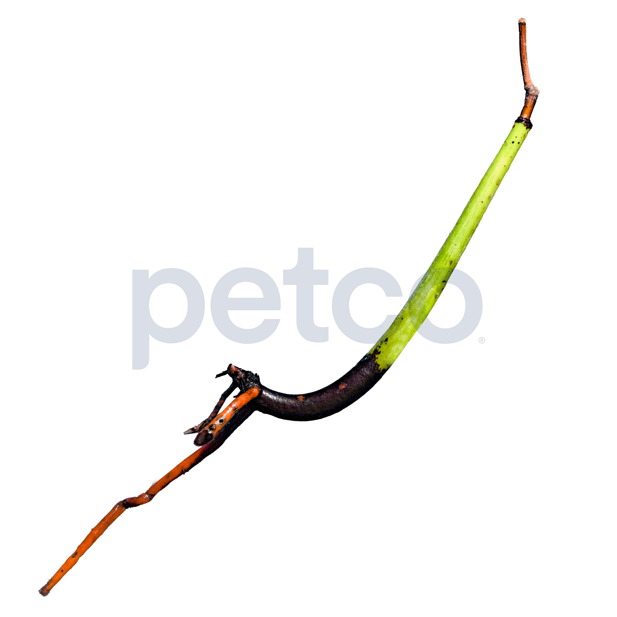 Mangrove Seed Pod For Sale | Petco