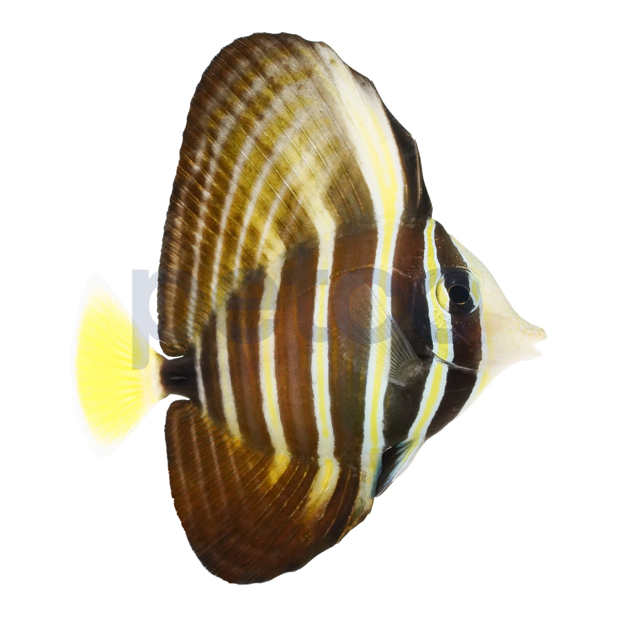Sailfin Tang For Sale Small Petco
