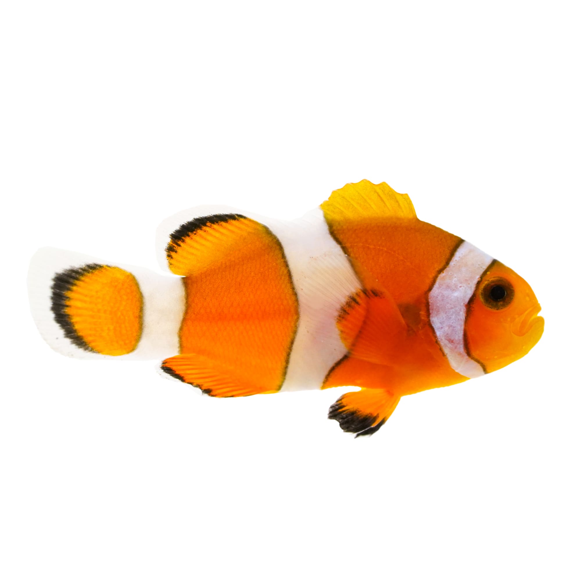 Ocellaris Clownfish For Sale
