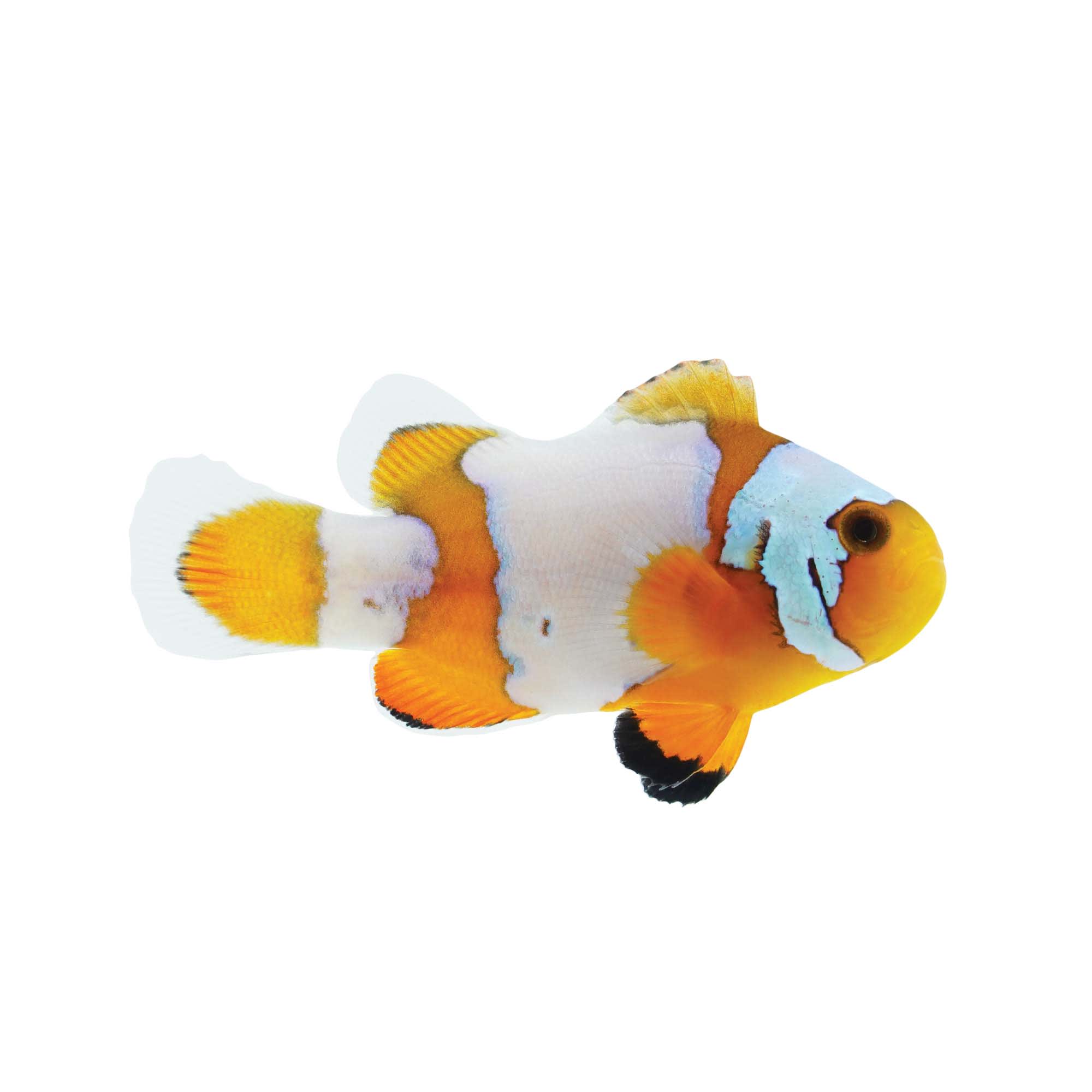 Petco saltwater sale fish guarantee