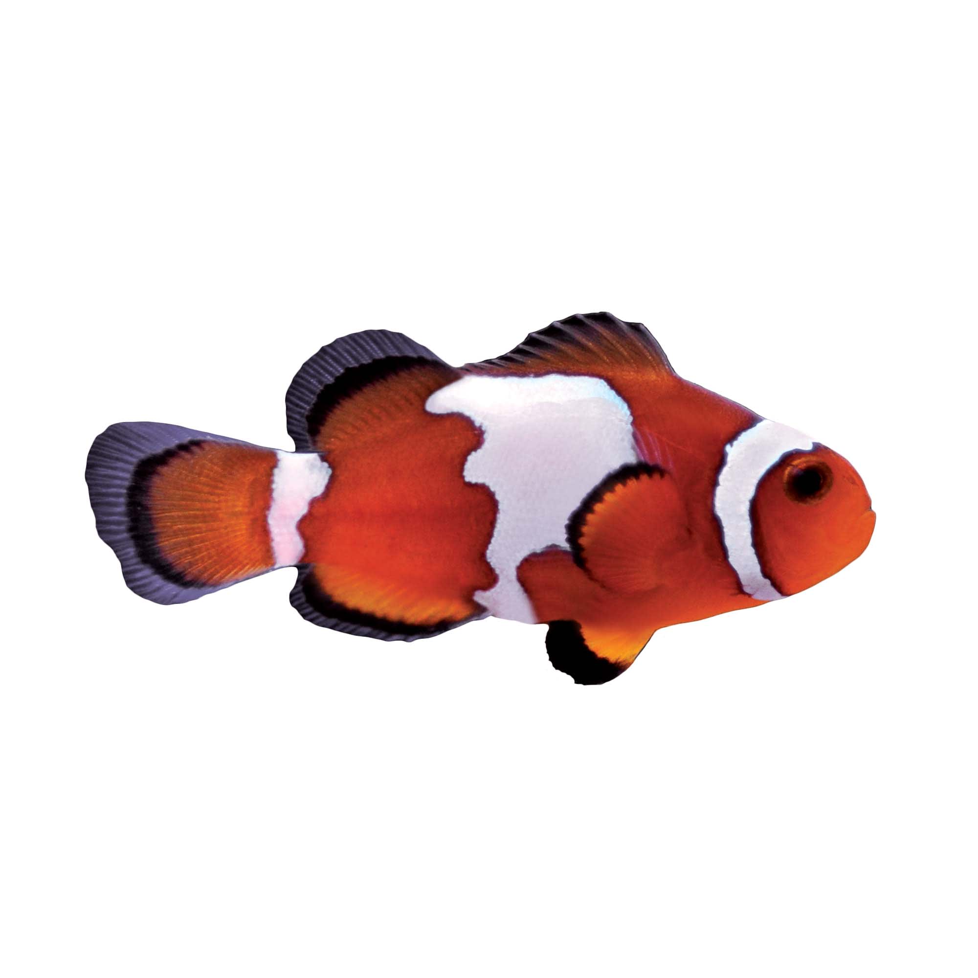 Clown 2025 fish petsmart