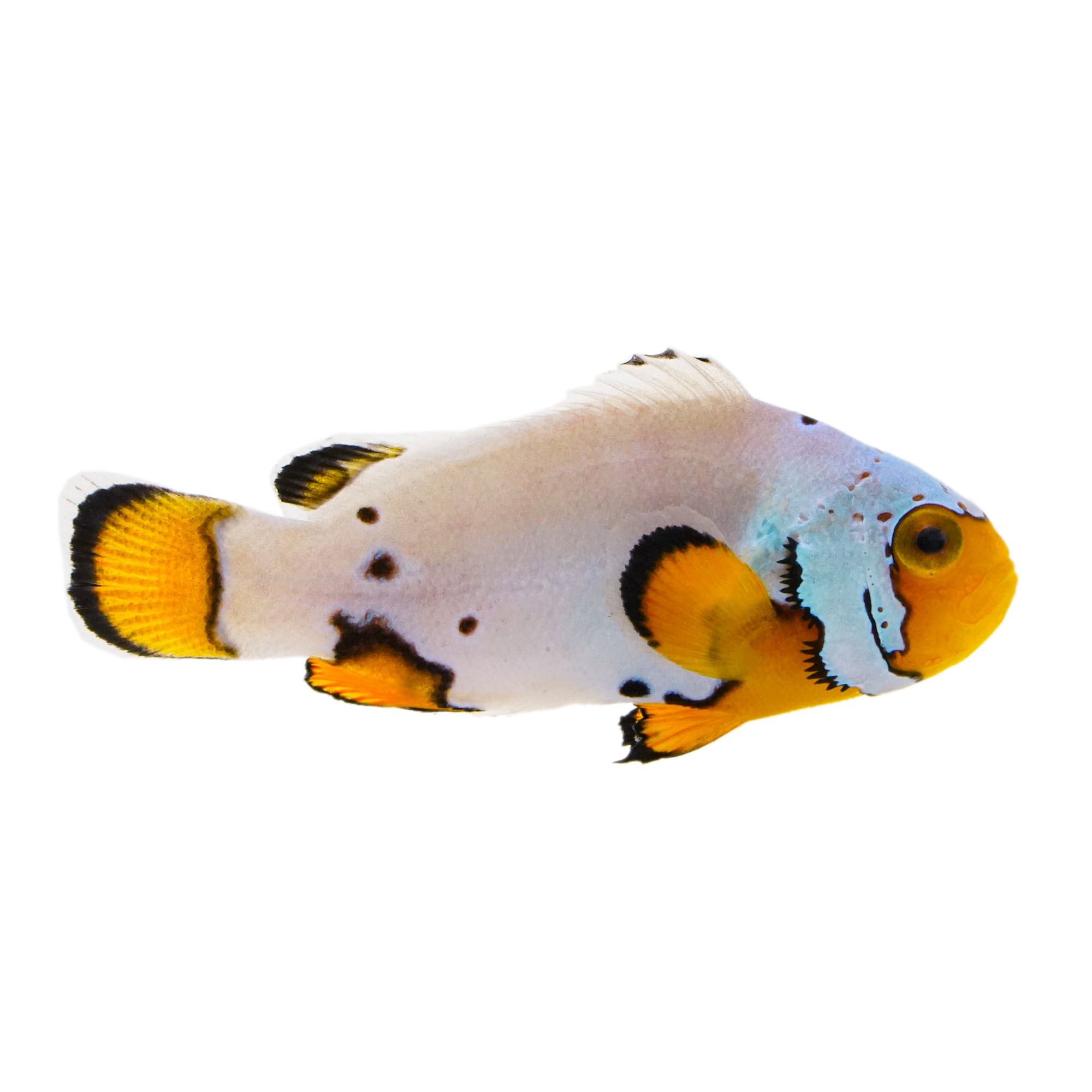 Clownfish for Sale Petco