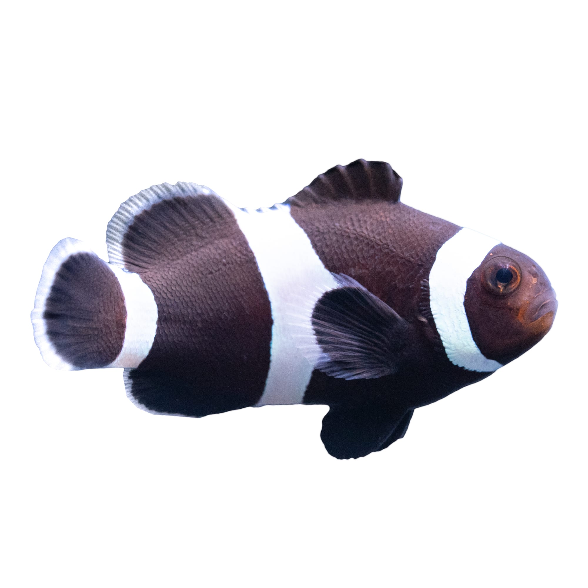 Clownfish for cheap sale petco