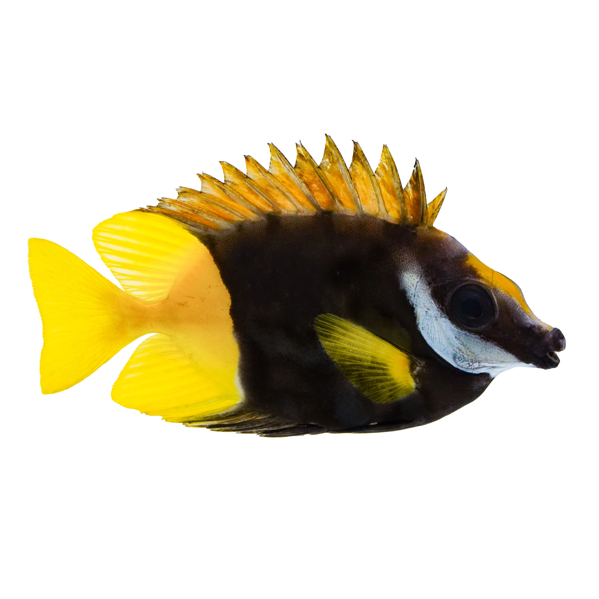 Foxface 2024 fish care