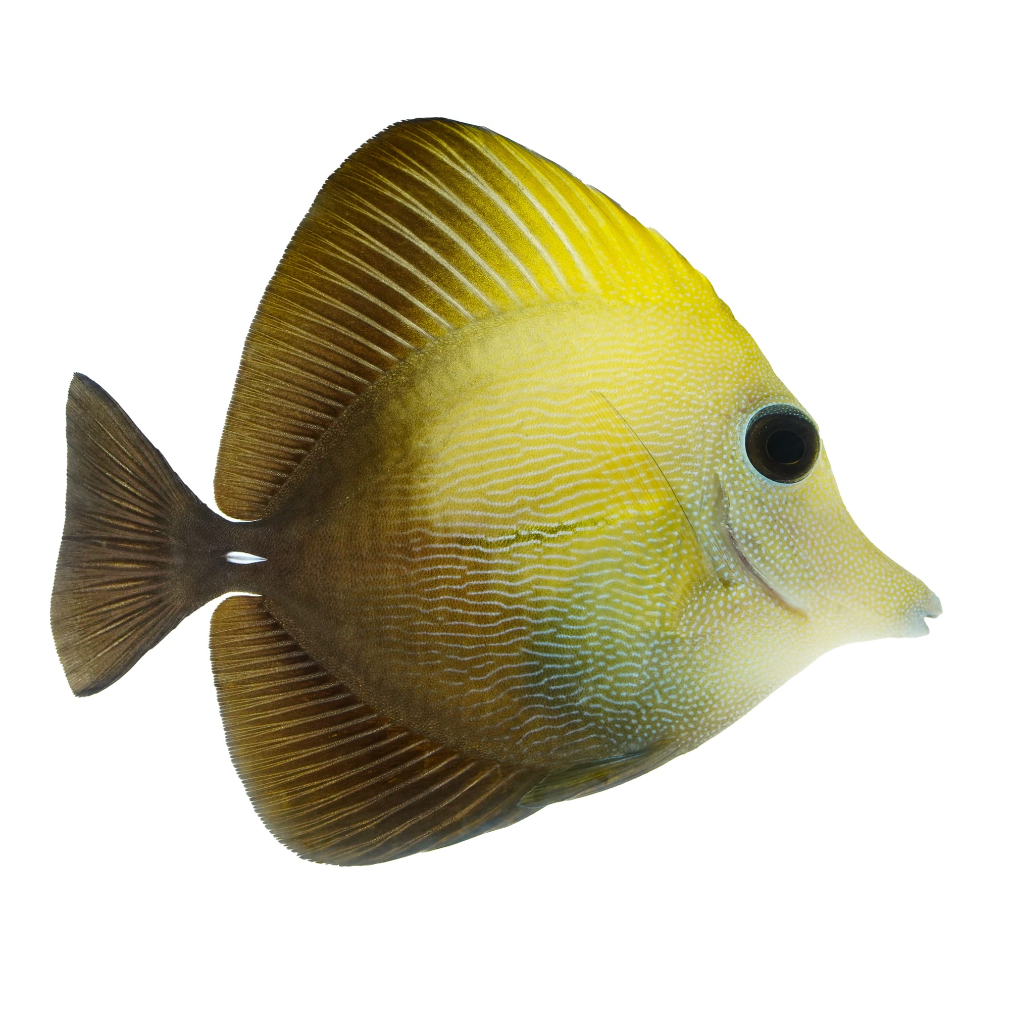 Petco sales yellow tang