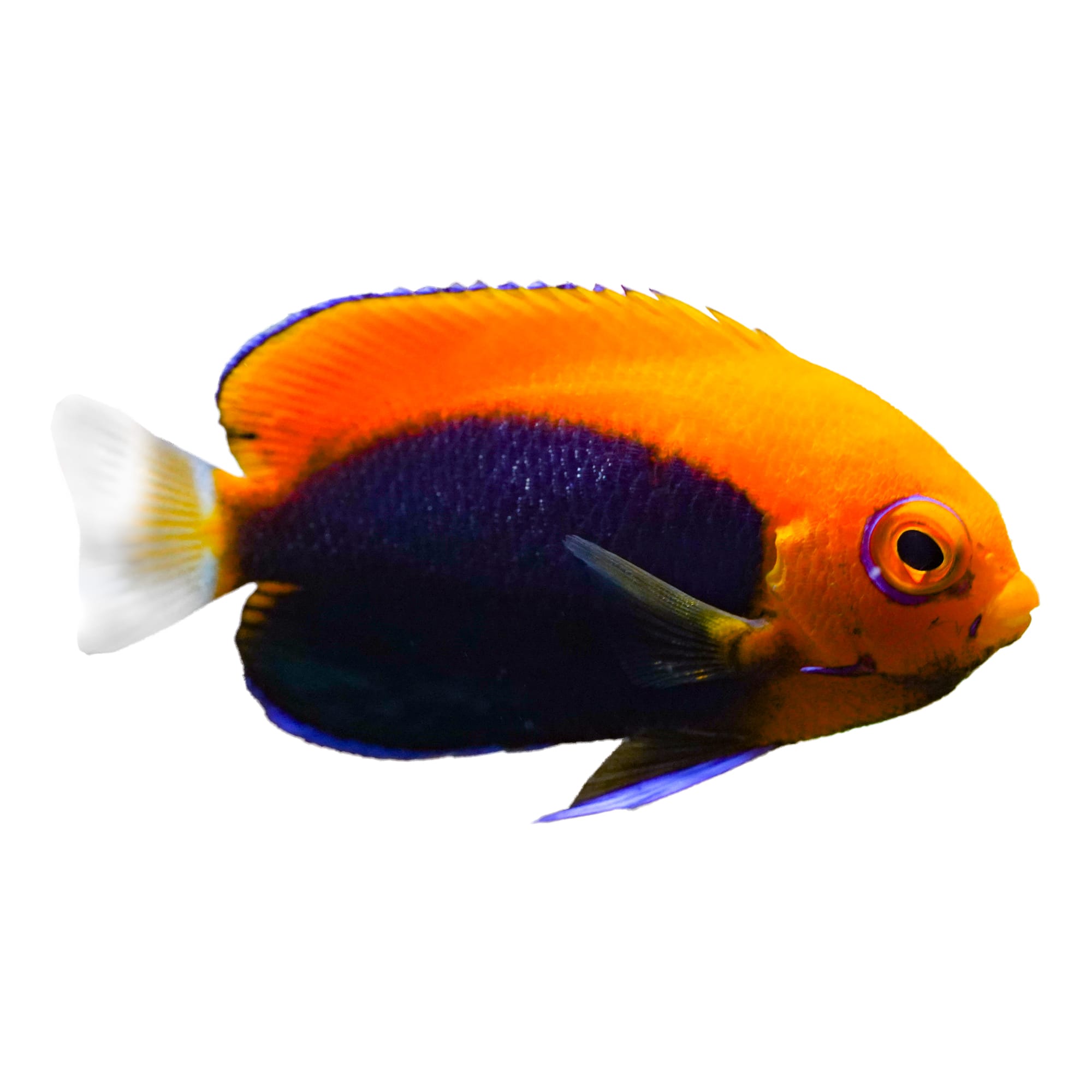 Angelfish store at petco