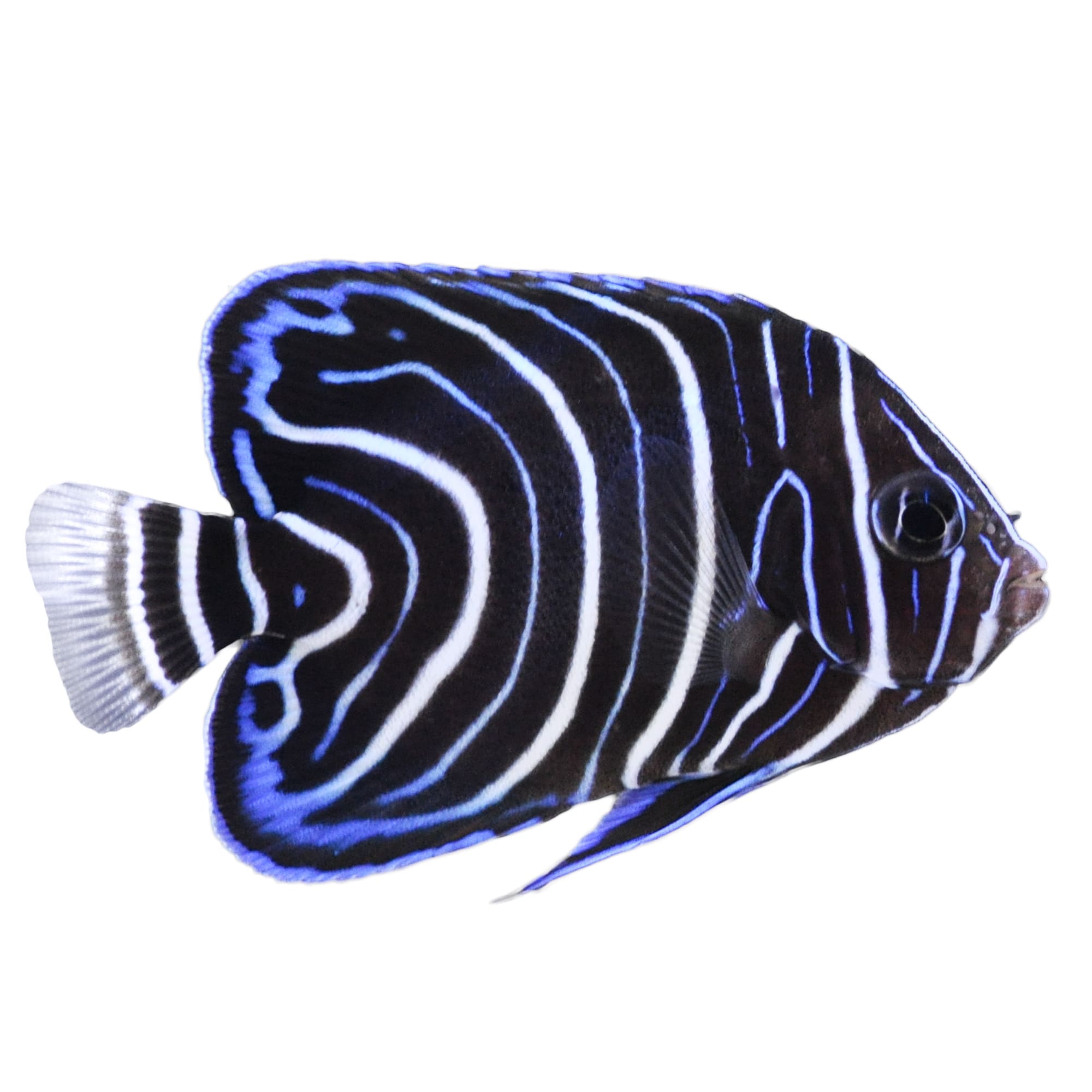 Koran Angelfish For Sale Small Juvenile Petco