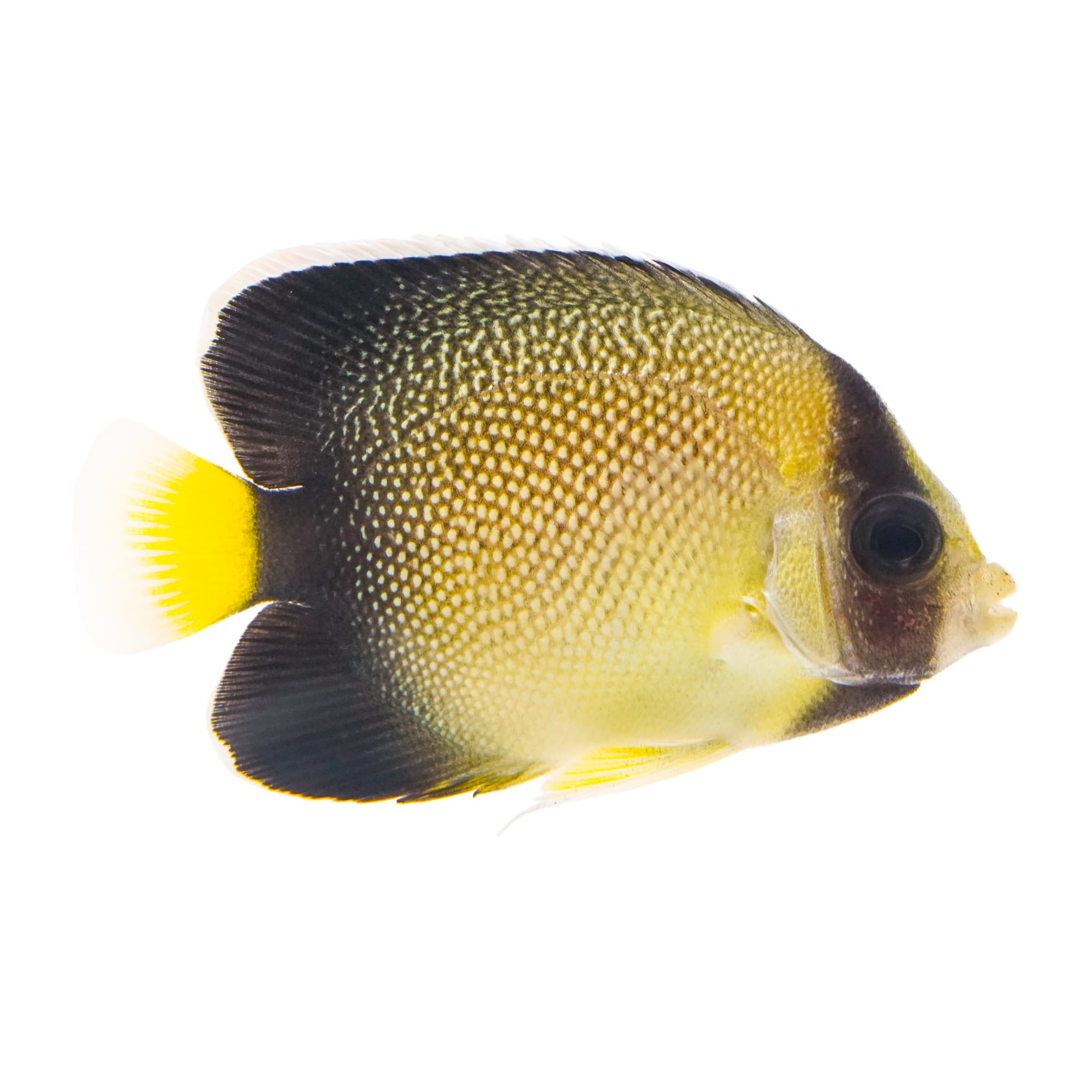 Yellowtail Cream Angelfish Apolemichthys xanthurus Small Petco