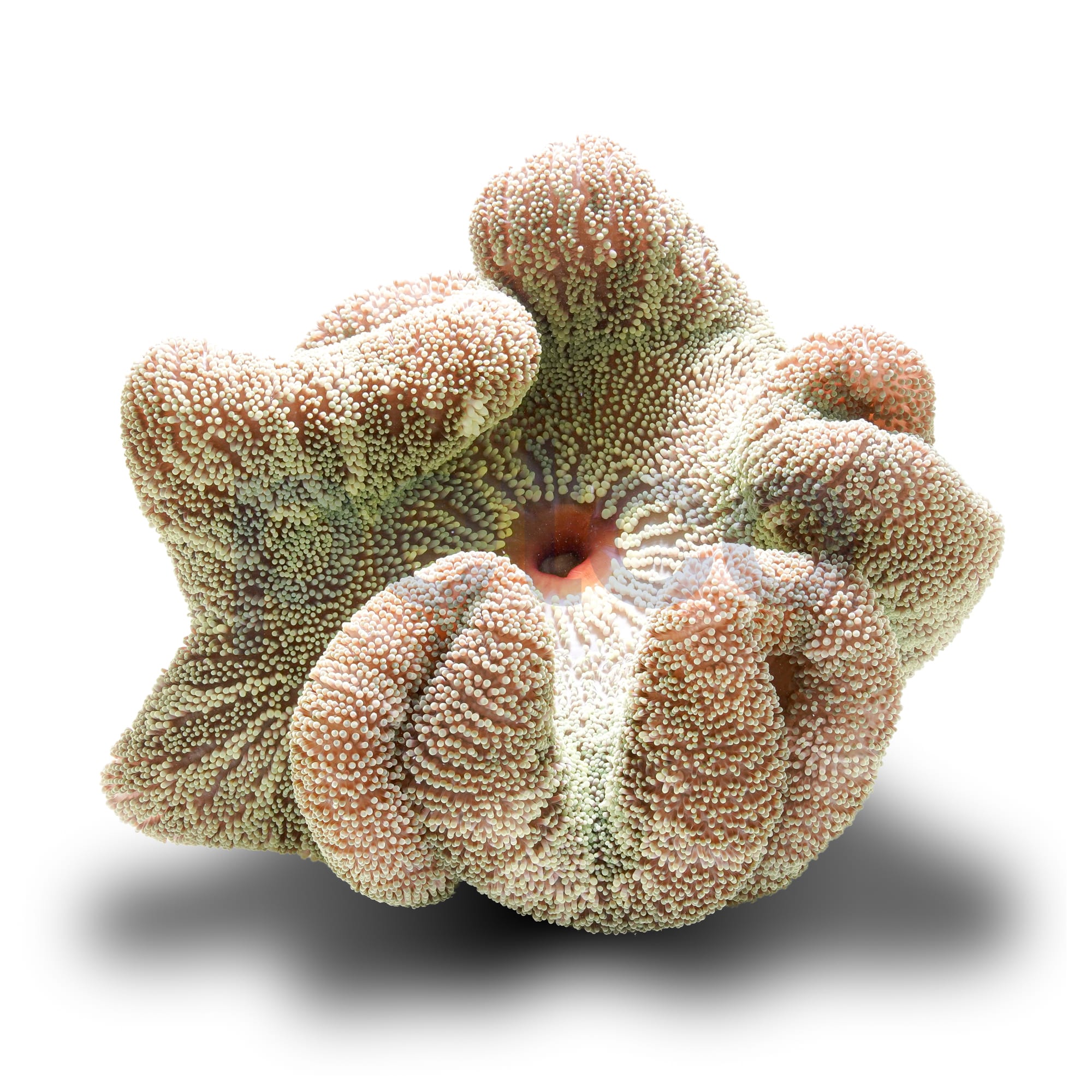 Green Carpet Anemone For Sale Large Petco