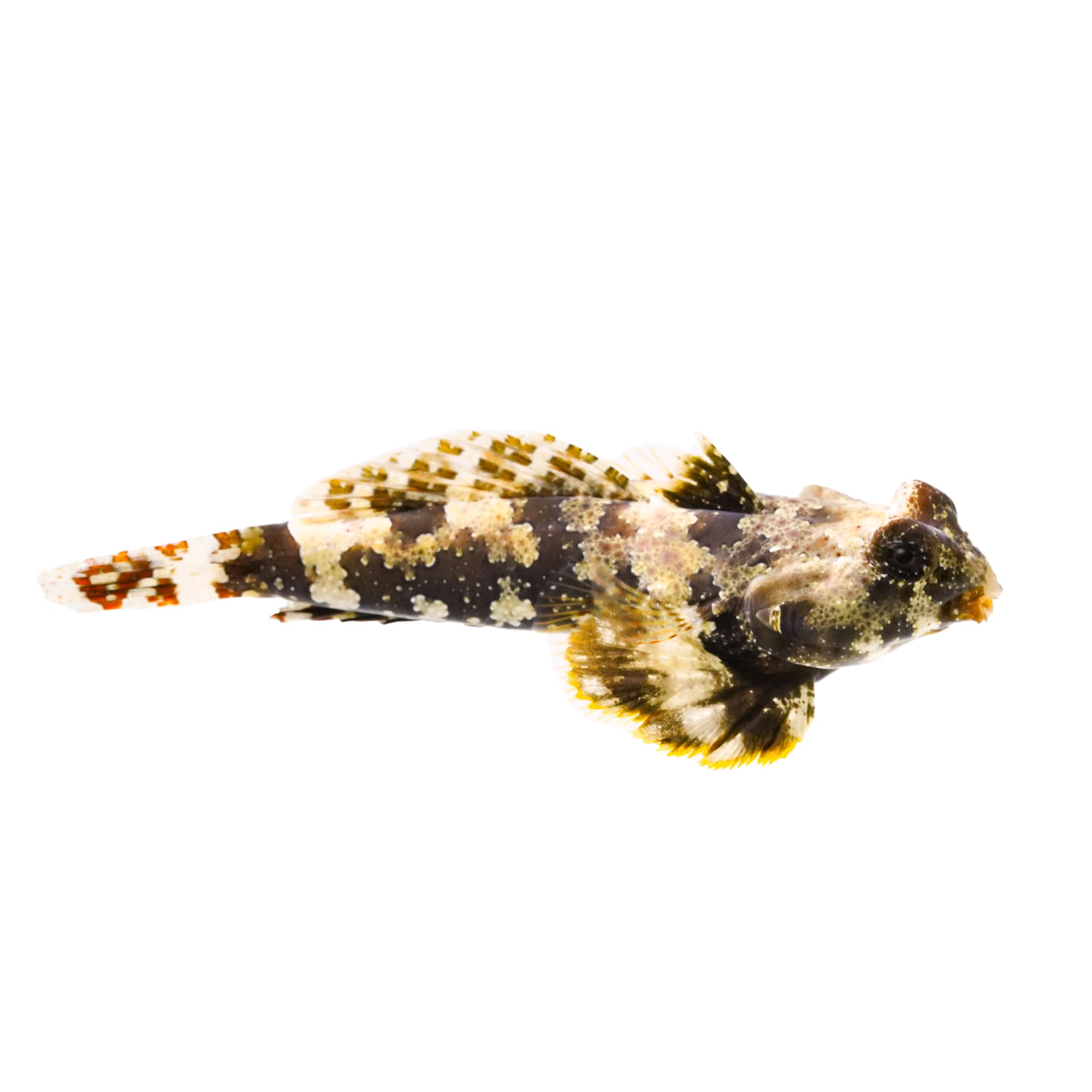 Starry clearance blenny care