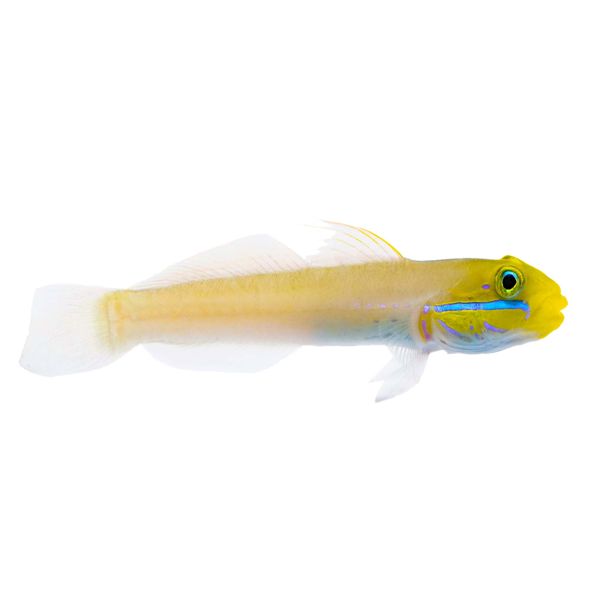 Golden Head Sleeper Goby For Sale - Small | Petco