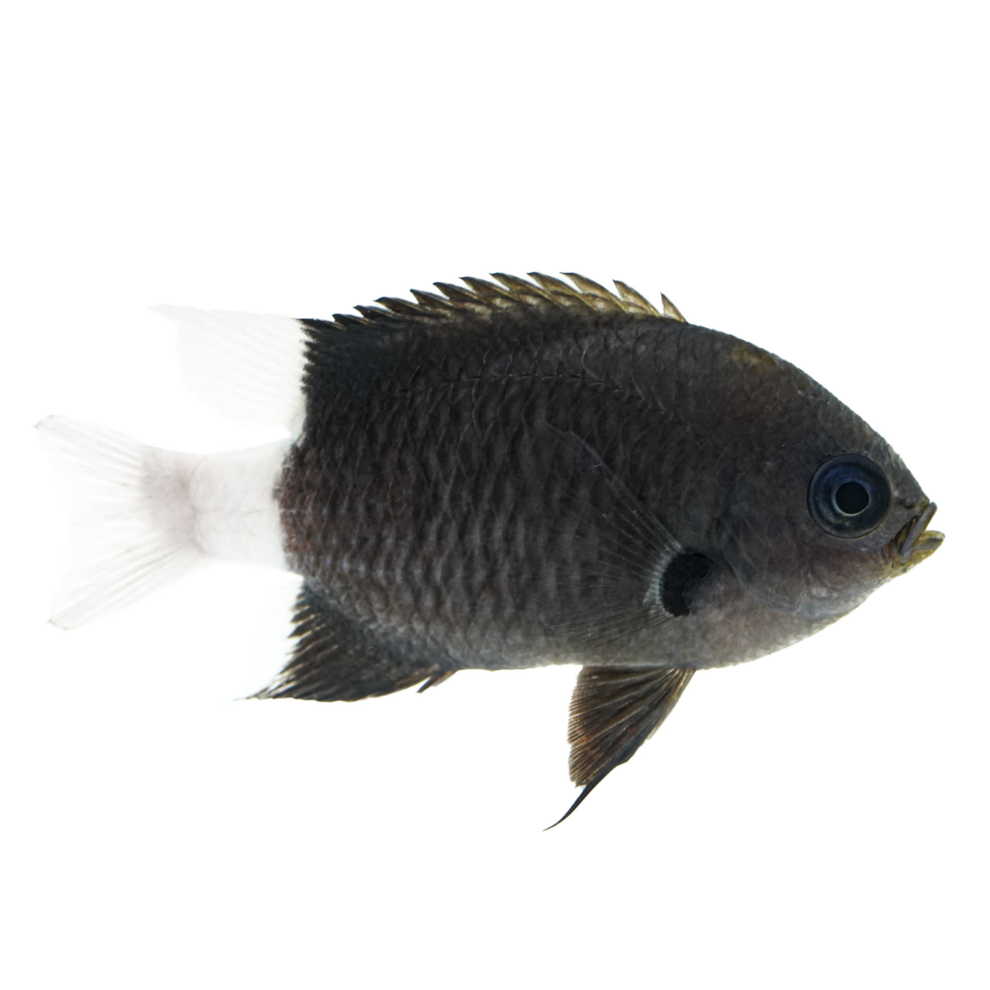 What Is The Name Of This Black Tropical Fish With White Stripes?