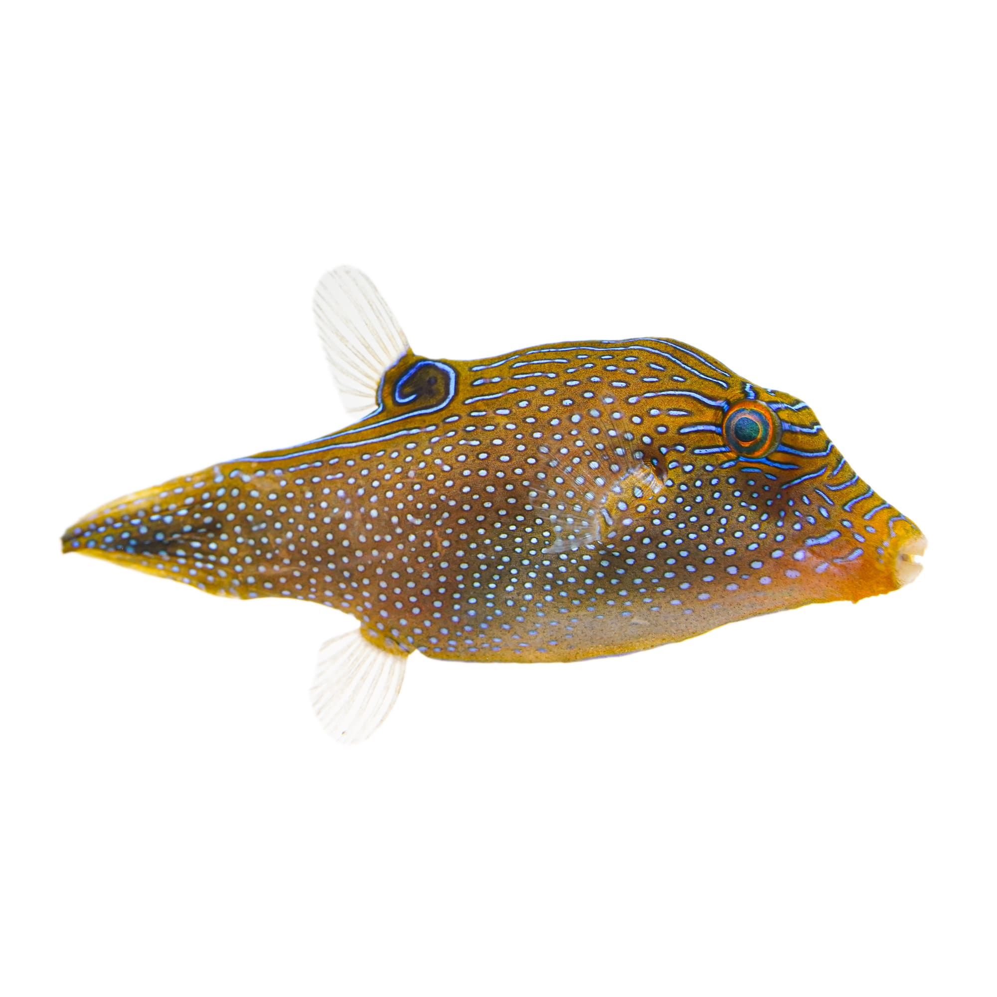 Blue Dot Toby Puffer For Sale