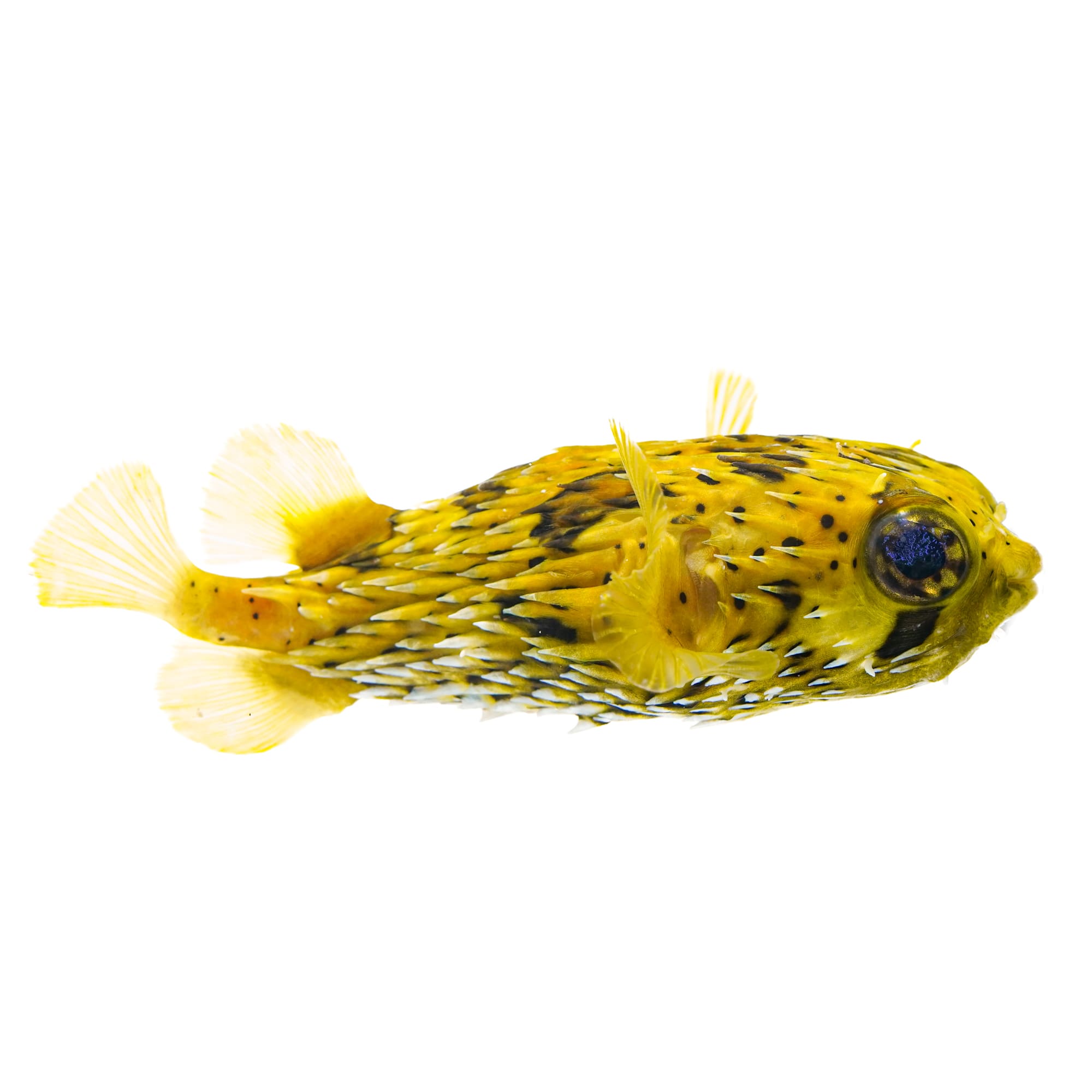 Puffer fish hot sale pet