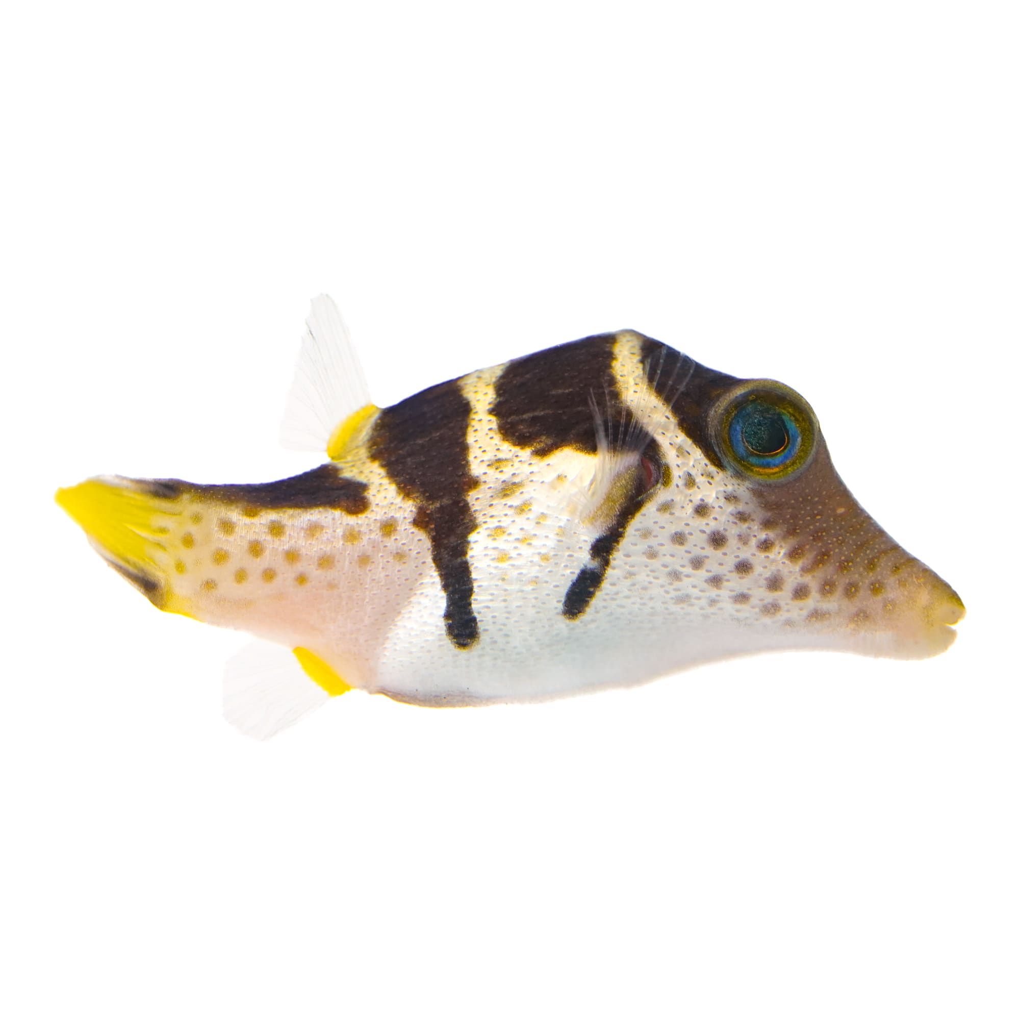 Petco saltwater fish guarantee hotsell