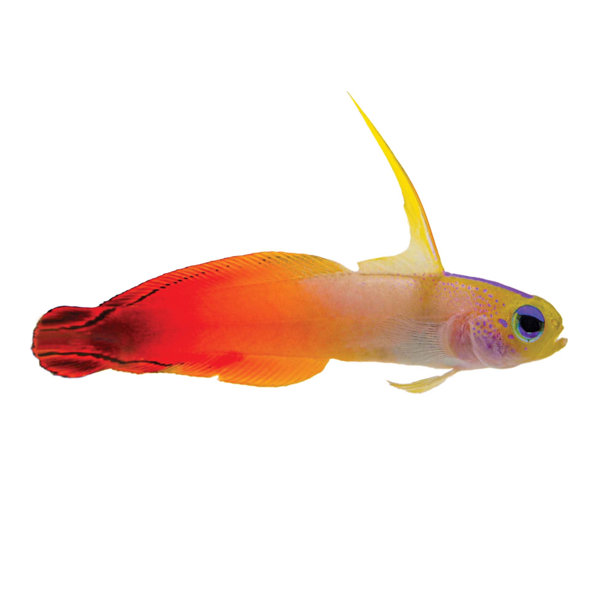 Petco Marine Firefish Colorful Hardy Reef Aquarium Fish