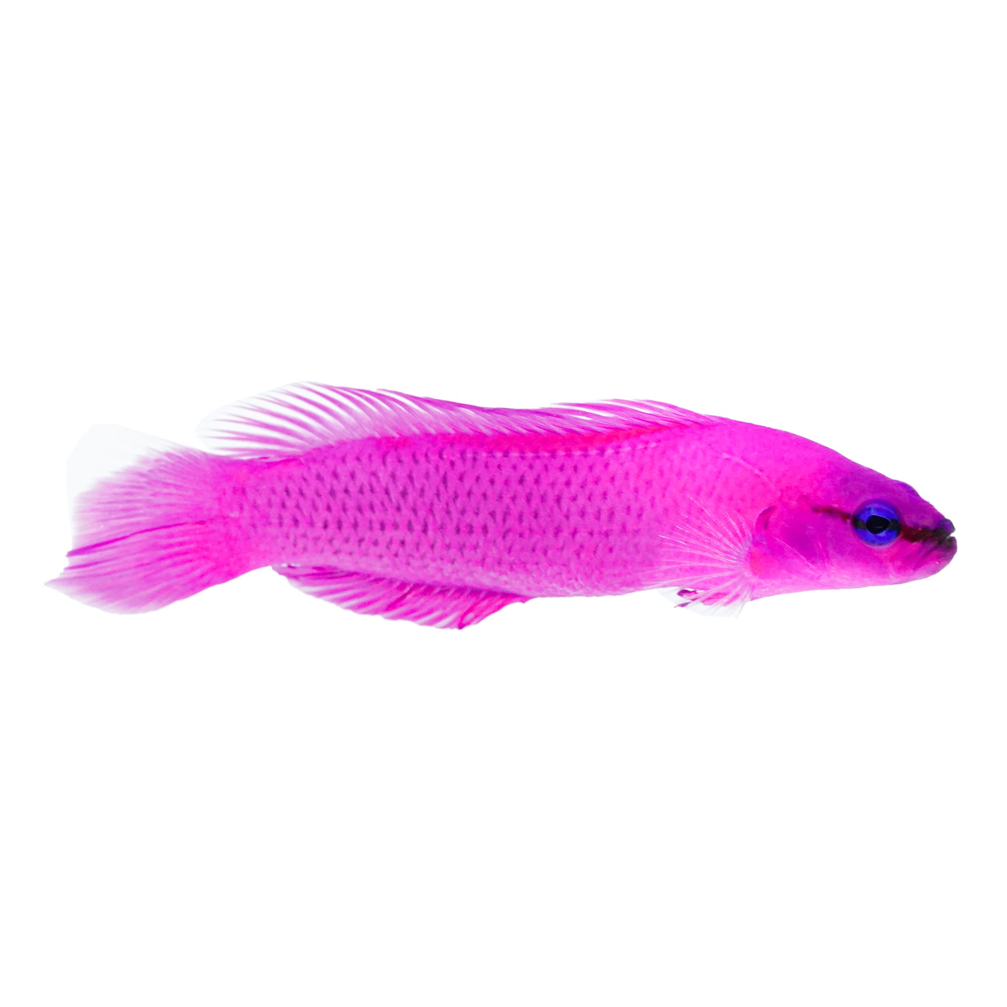 Orchid 2024 dottyback care