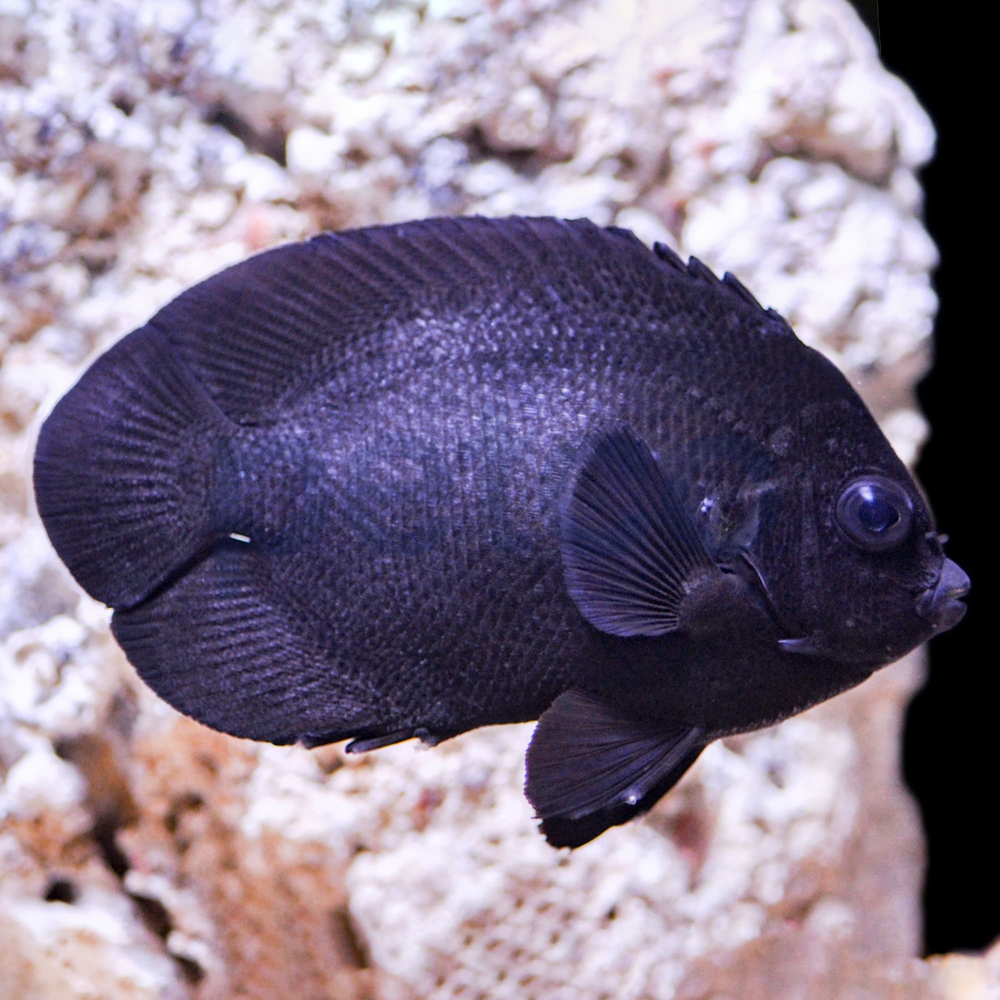 Black Nox Angelfish For Sale | Petco