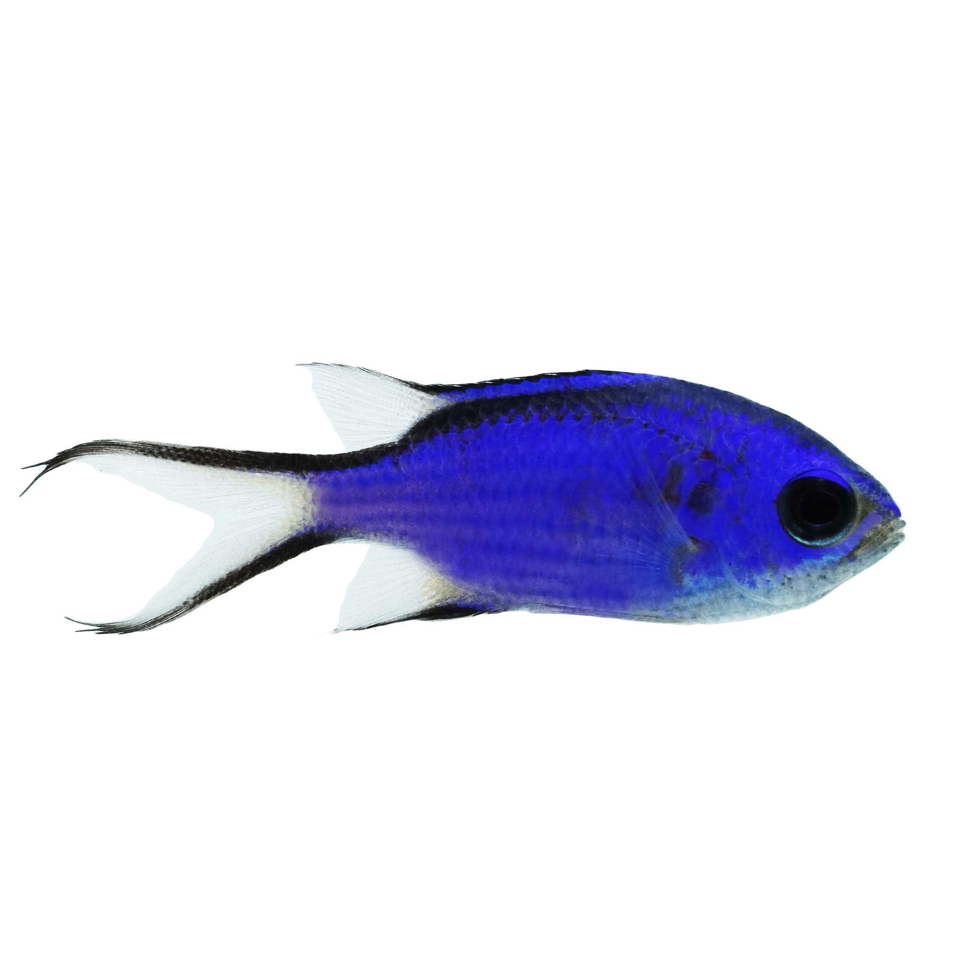 Small blue best sale tropical fish