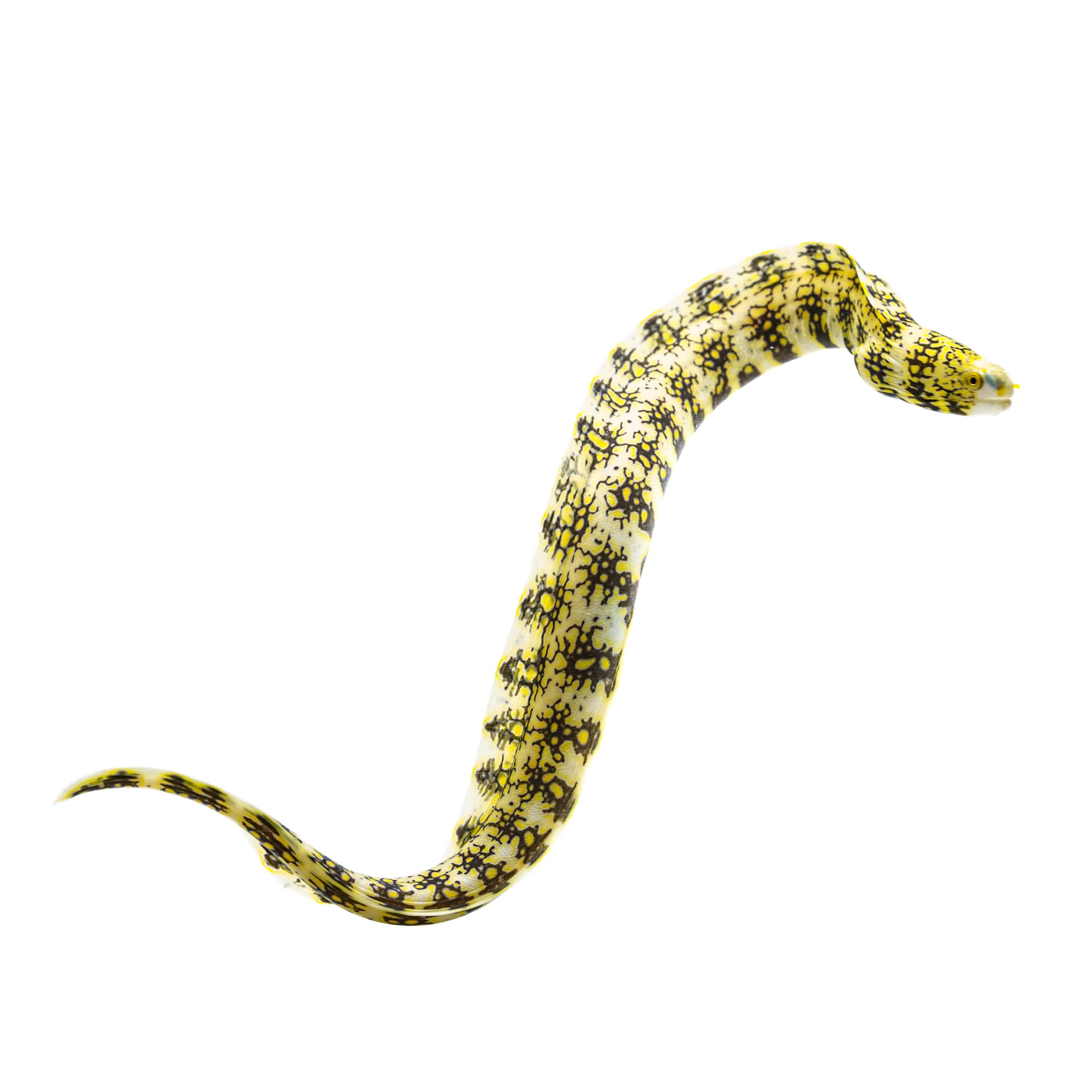 Snowflake Eel For Sale