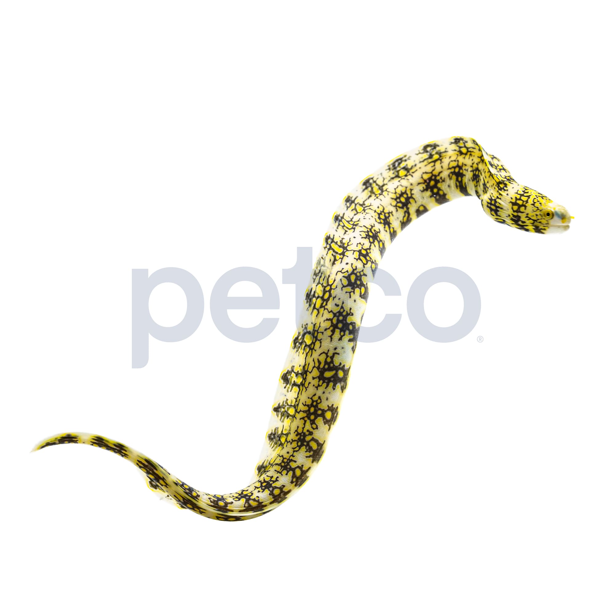 Snowflake Moray Eel Echidna Nebulosa Medium Petco