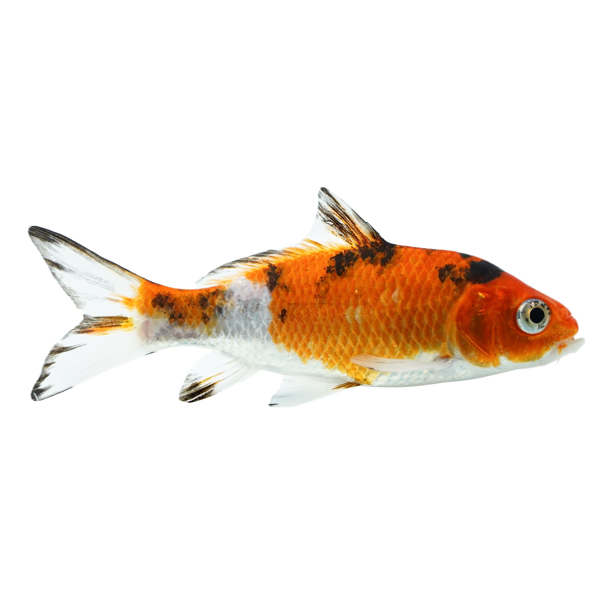 Premium Photo  Beautiful aquarium Toy Fishes of Orange and White