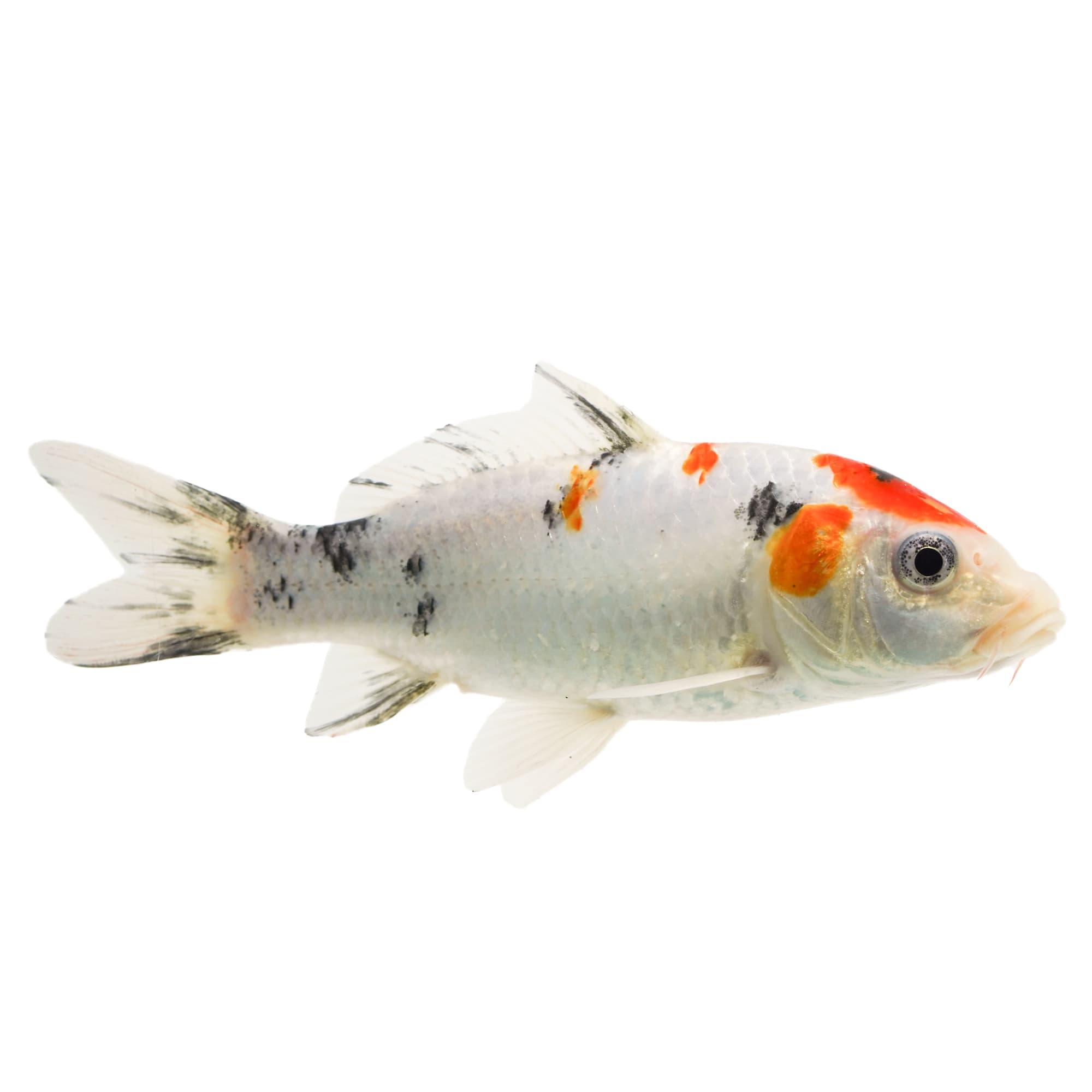 Tricolor Koi For Sale Large Petco