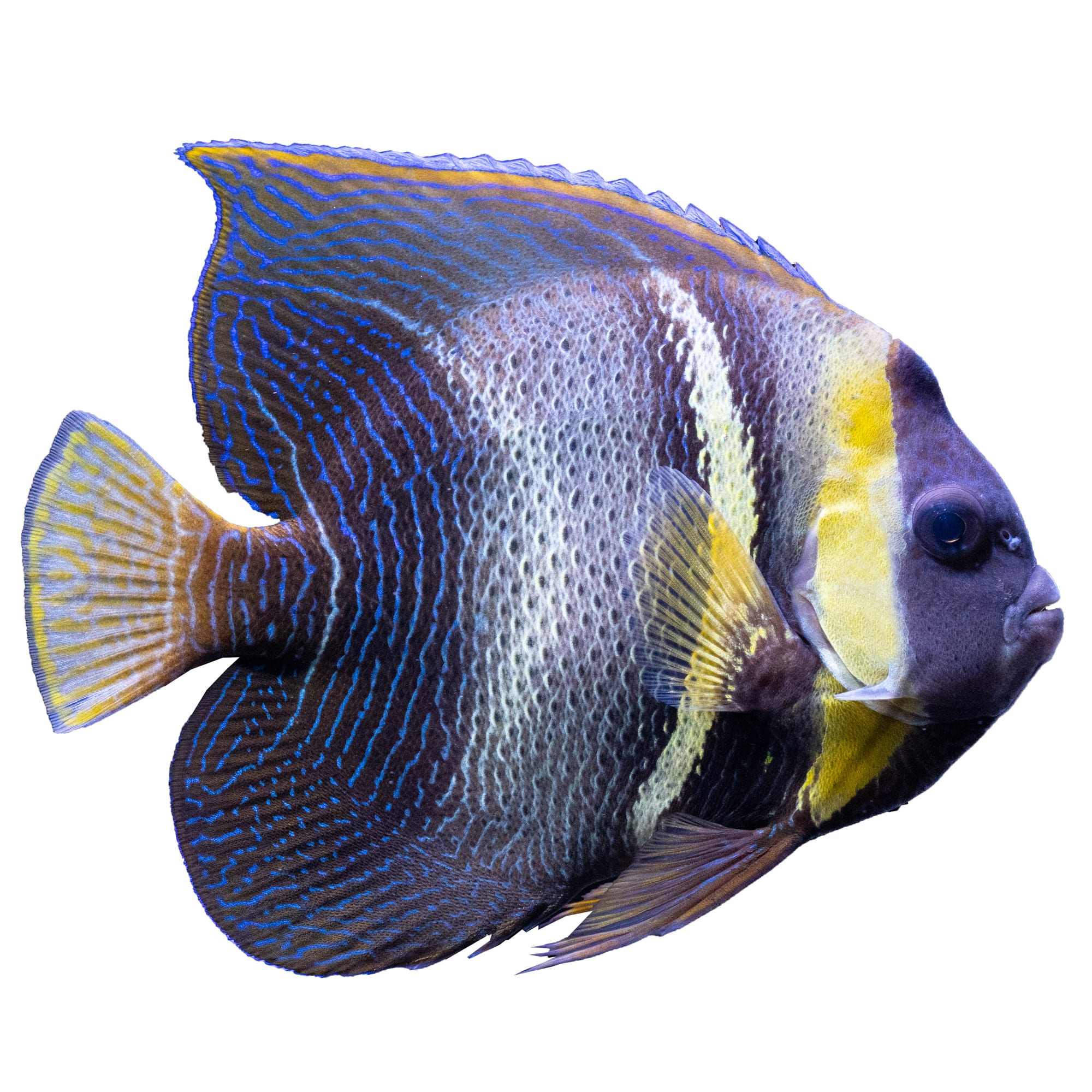 Petco angelfish hot sale