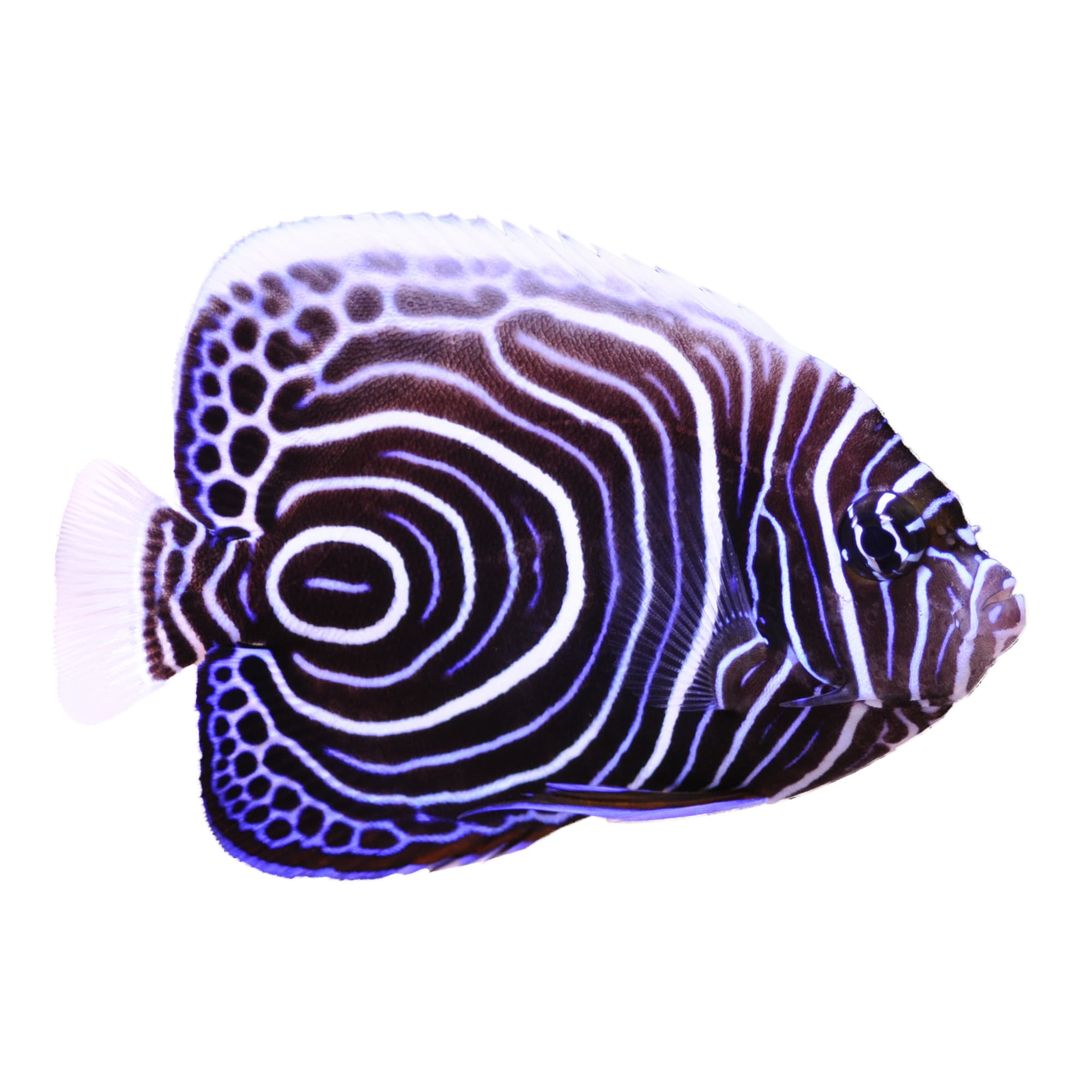 Emperor Angelfish Juvenile For Sale Small Petco