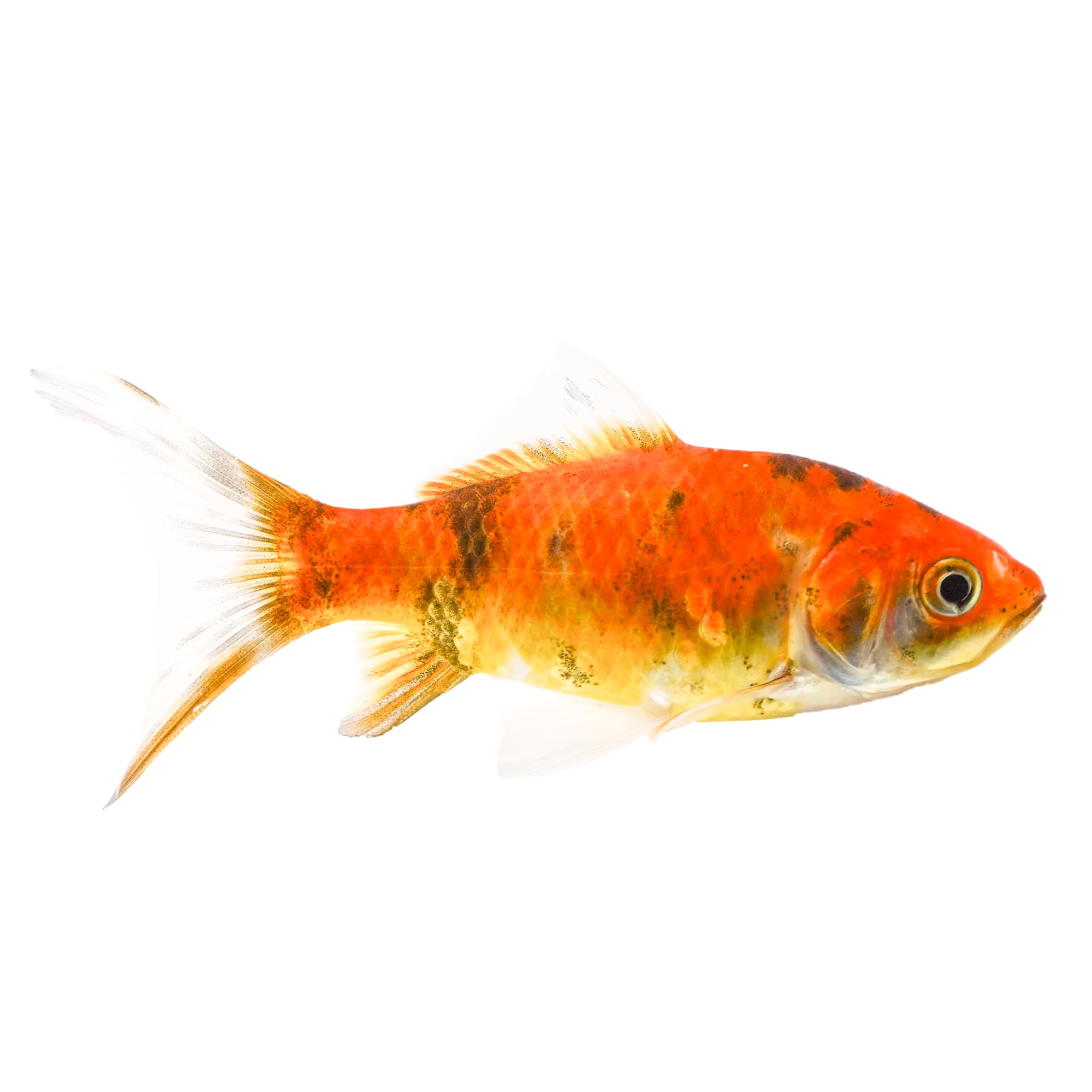 Yamabuki Ogon Koi For Sale Petco