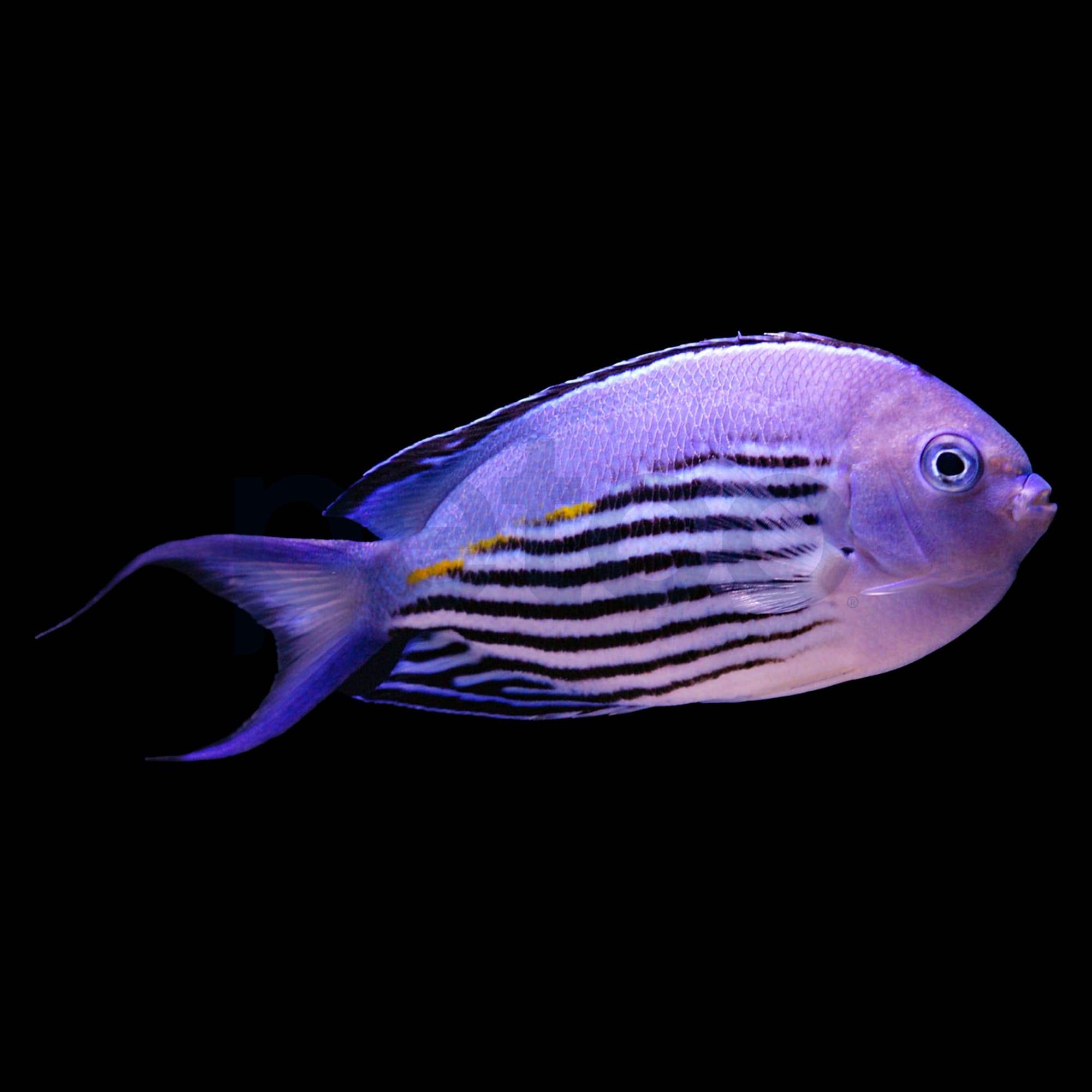 Angelfish - Angelfish - Amazon.com Music