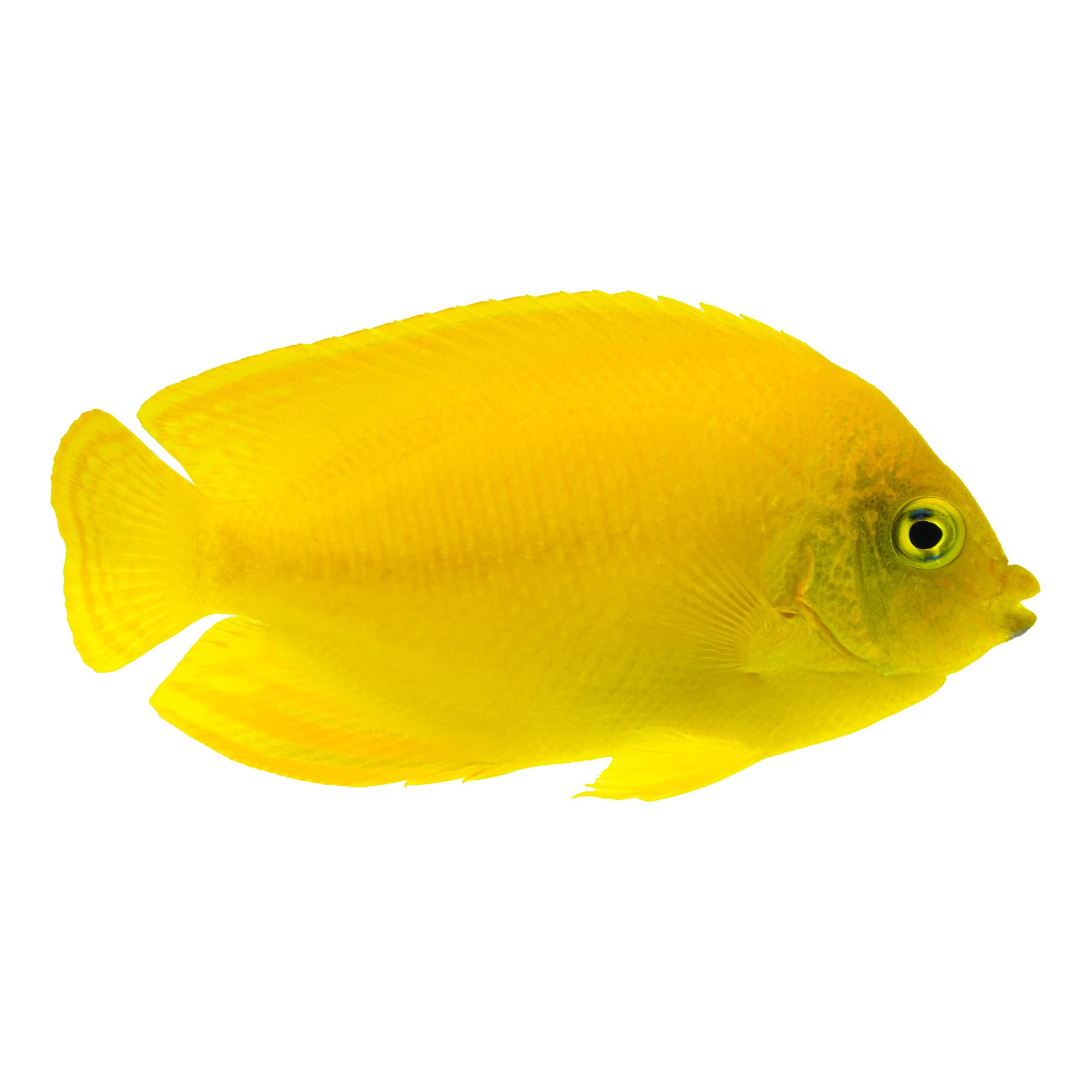 Yellow Angelfish (Centropyge Heraldi) Petco