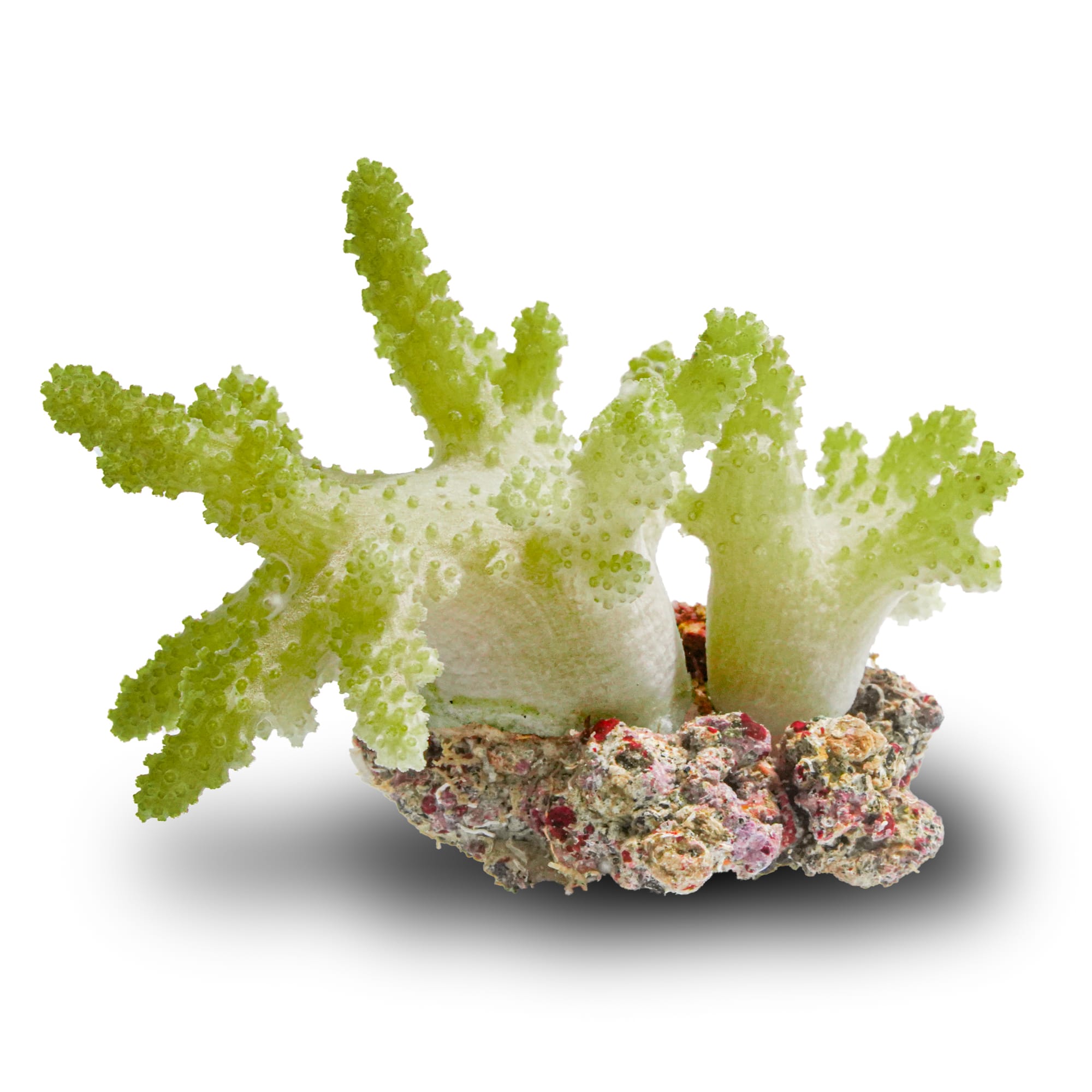 Nano Green Finger Coral For Sale | Petco