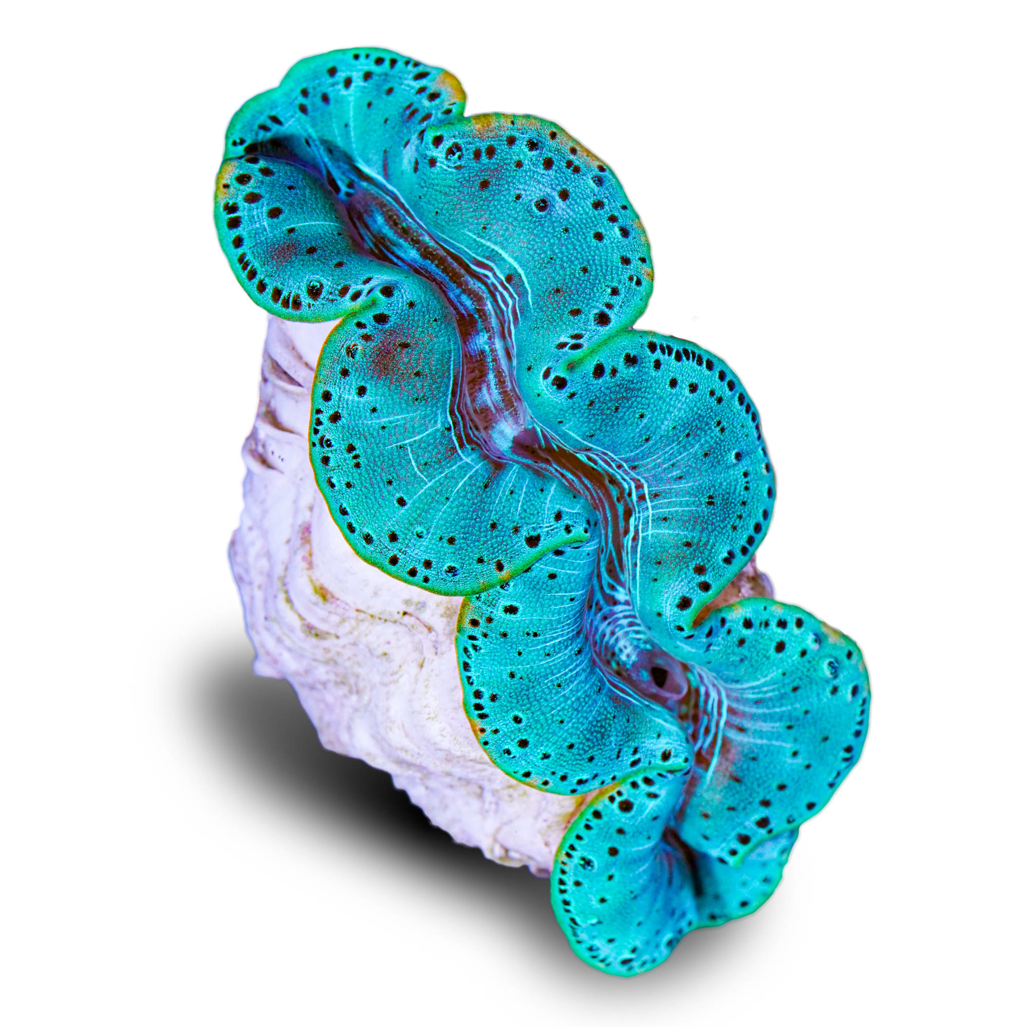 Tridacna 2024 maxima clam