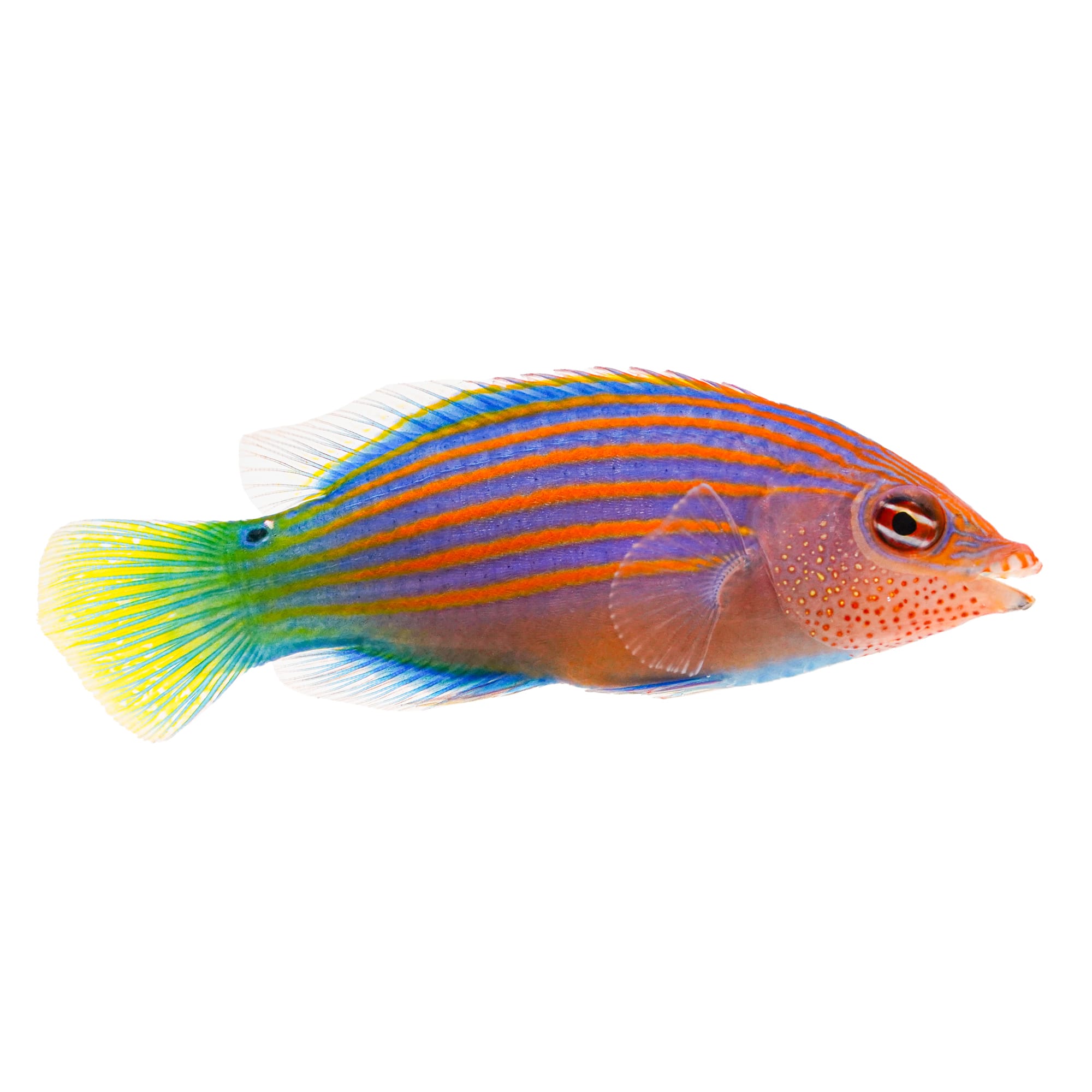 Six line store wrasse